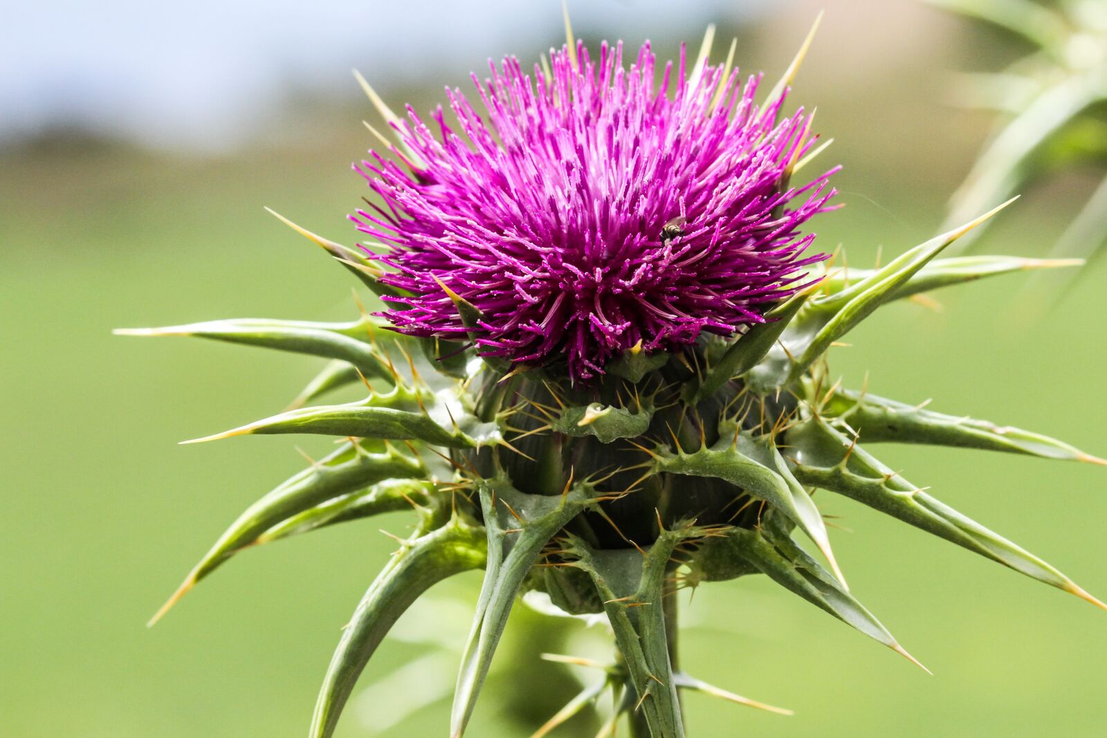 Canon EOS 7D + Canon EF 100mm F2.8 Macro USM sample photo. Spain, toledo, thistles nature photography