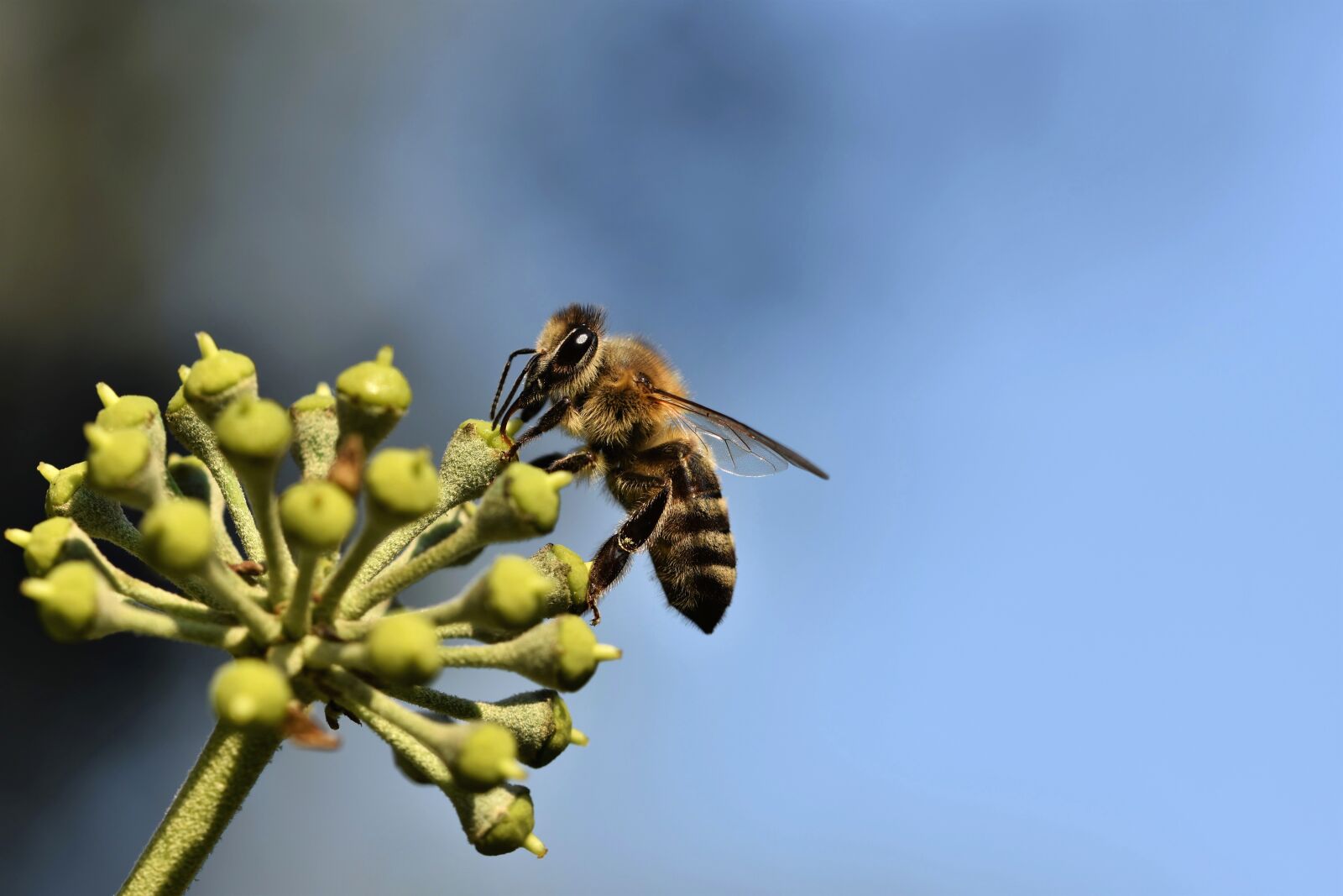 Nikon D7200 sample photo. Wasp, insect, entomology photography