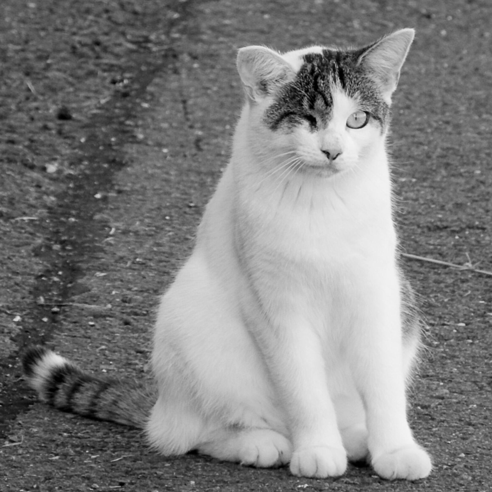 Fujifilm FinePix SL1000 sample photo. Cat, road, asphalt photography