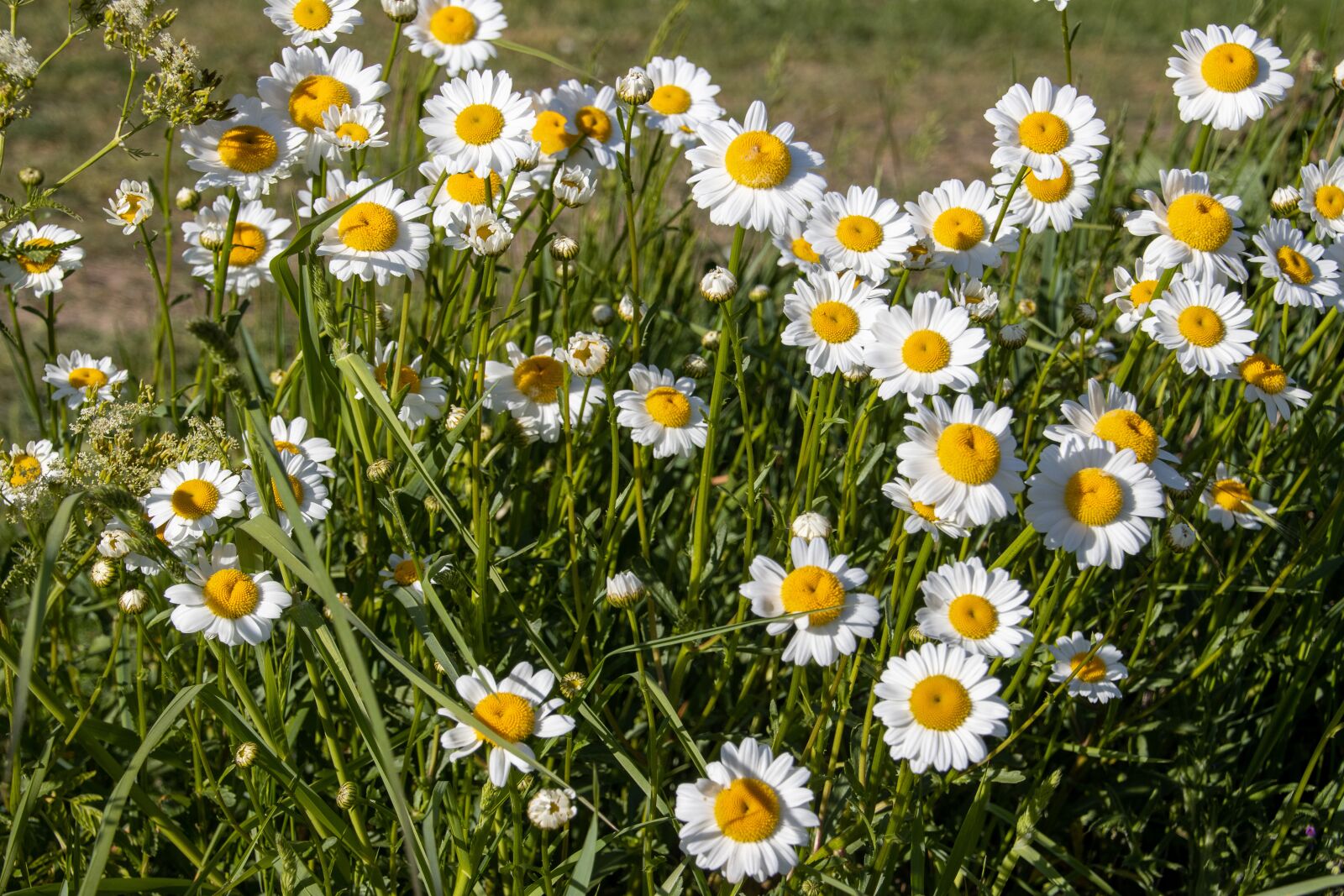 Canon EOS 90D sample photo. Daisy, flowers, white photography
