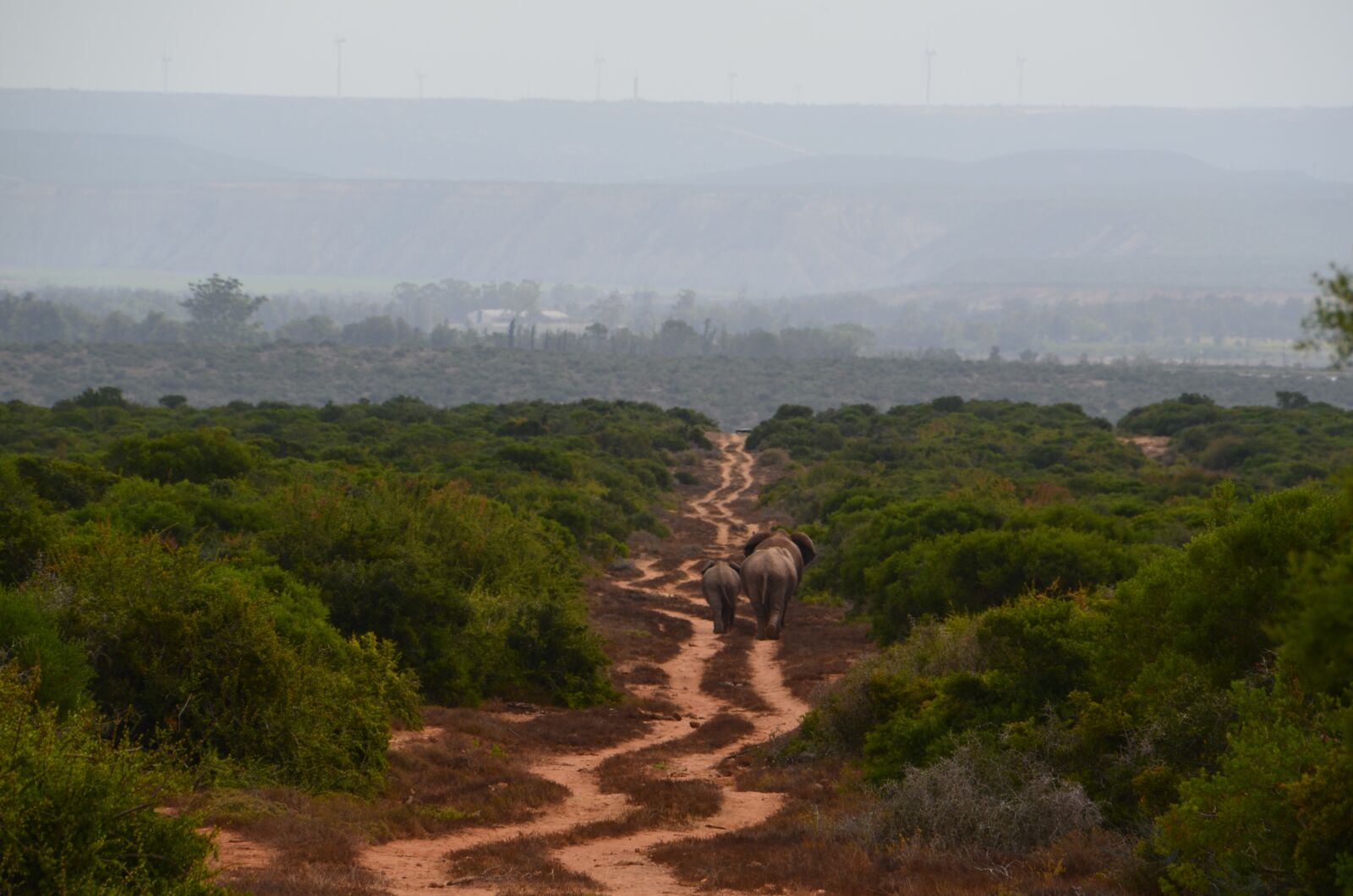 Nikon D5100 sample photo. Africa, elephant, family photography
