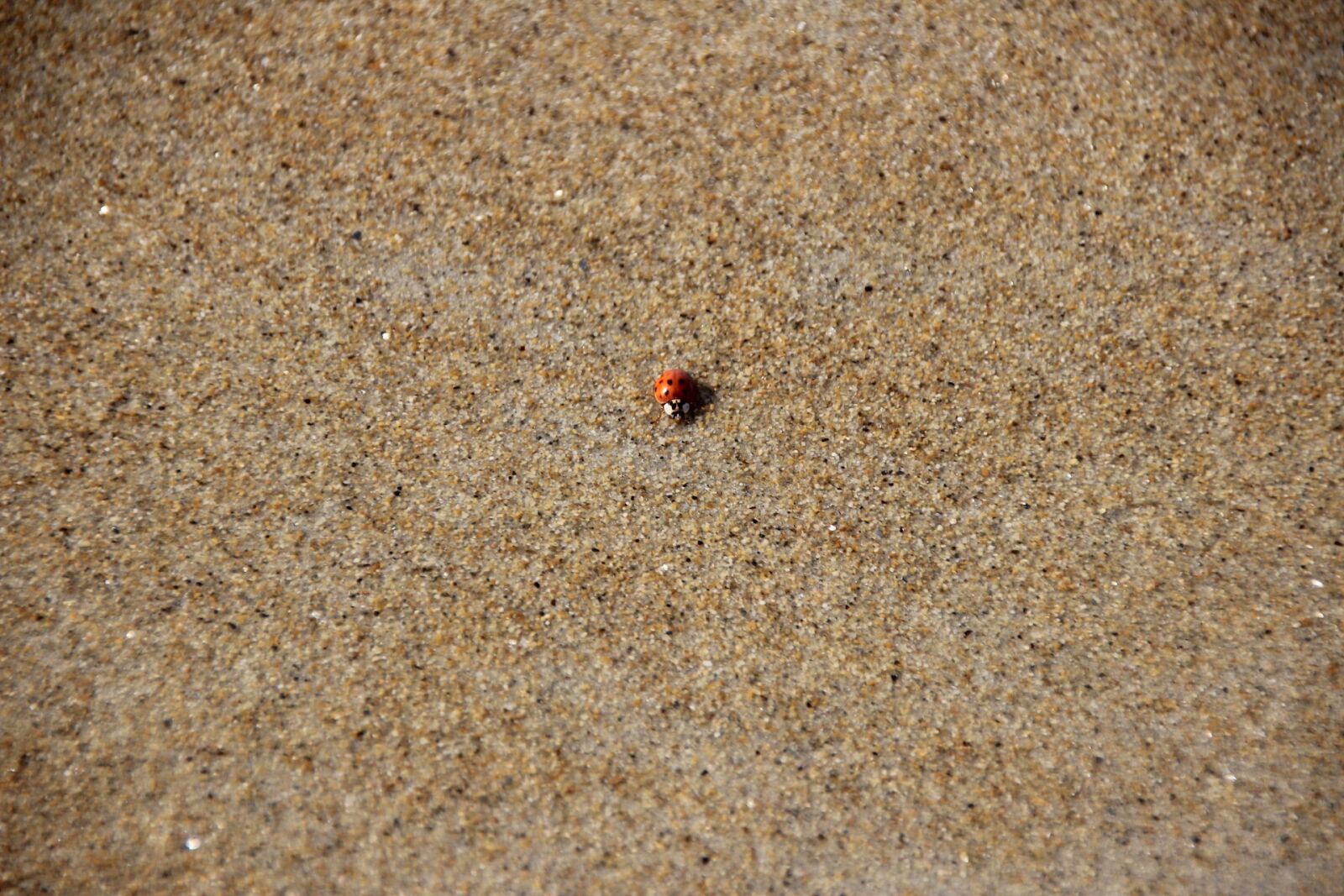 Canon EOS 600D (Rebel EOS T3i / EOS Kiss X5) sample photo. Lady bug, beach, bug photography