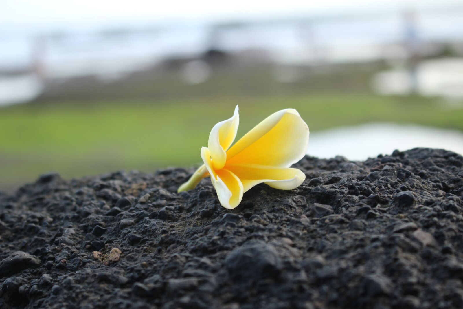 Canon EOS 100D (EOS Rebel SL1 / EOS Kiss X7) sample photo. Flower, nature, yellow photography