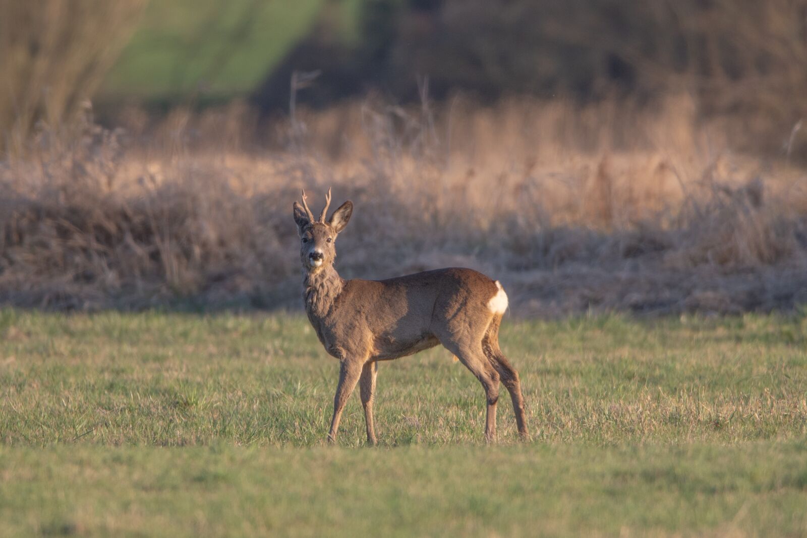 Nikon D7200 sample photo. Deer, animal, nature photography