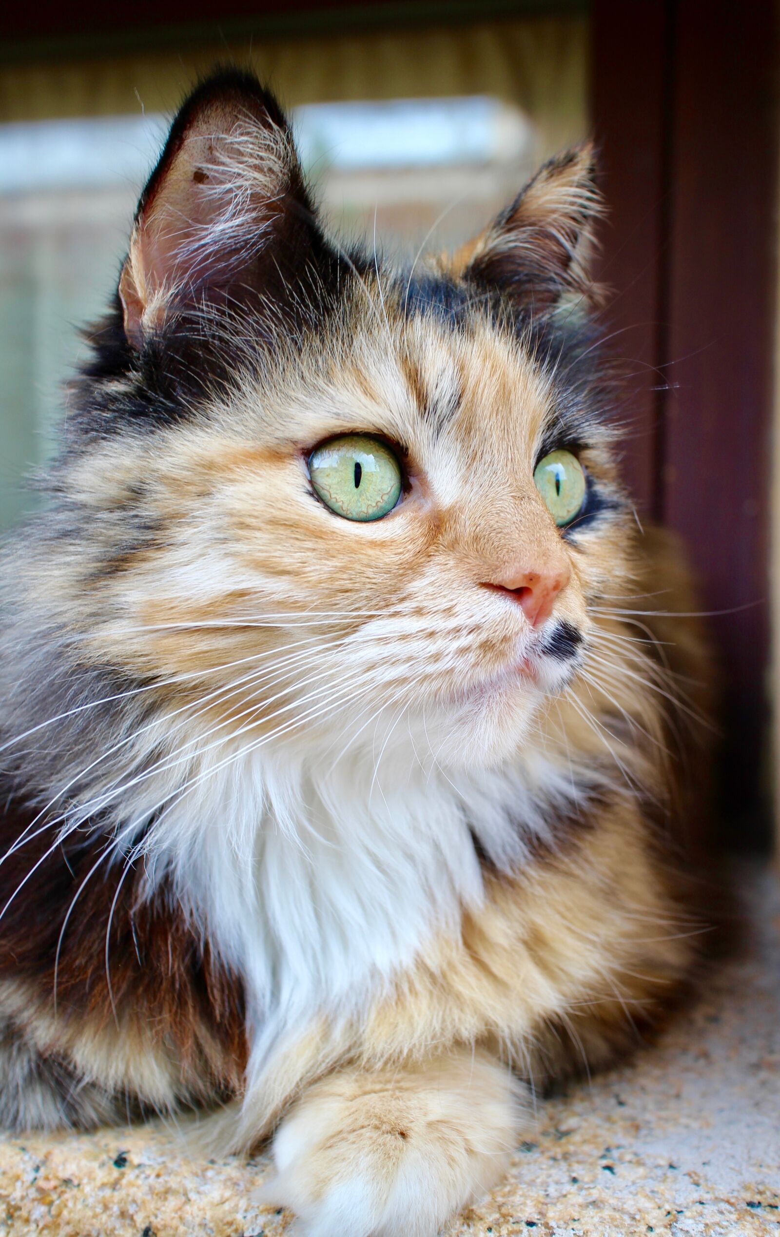 Canon EOS M sample photo. Cat, animals, feline photography