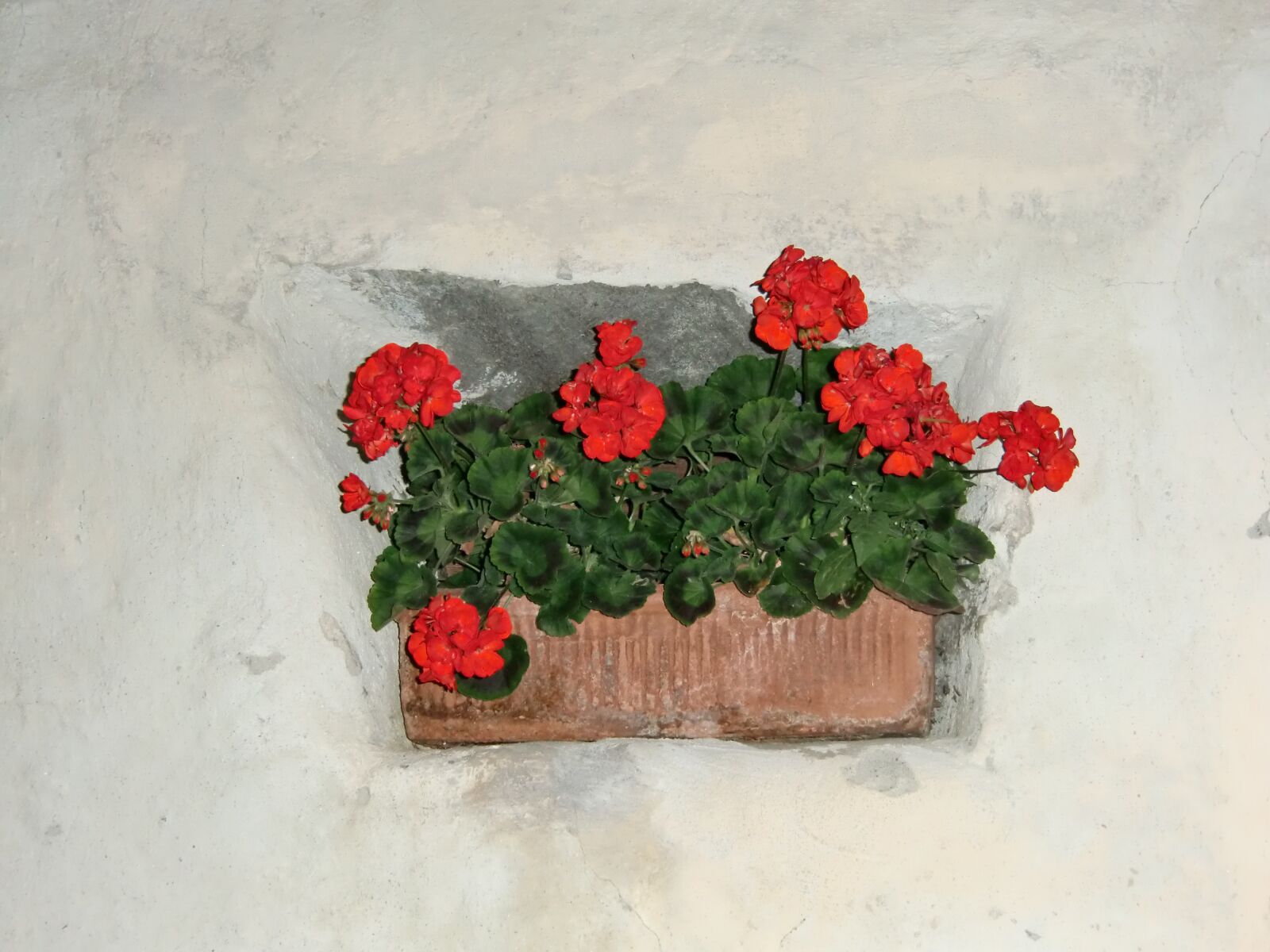 CASIO EX-H10 sample photo. Flower box, red, flowers photography