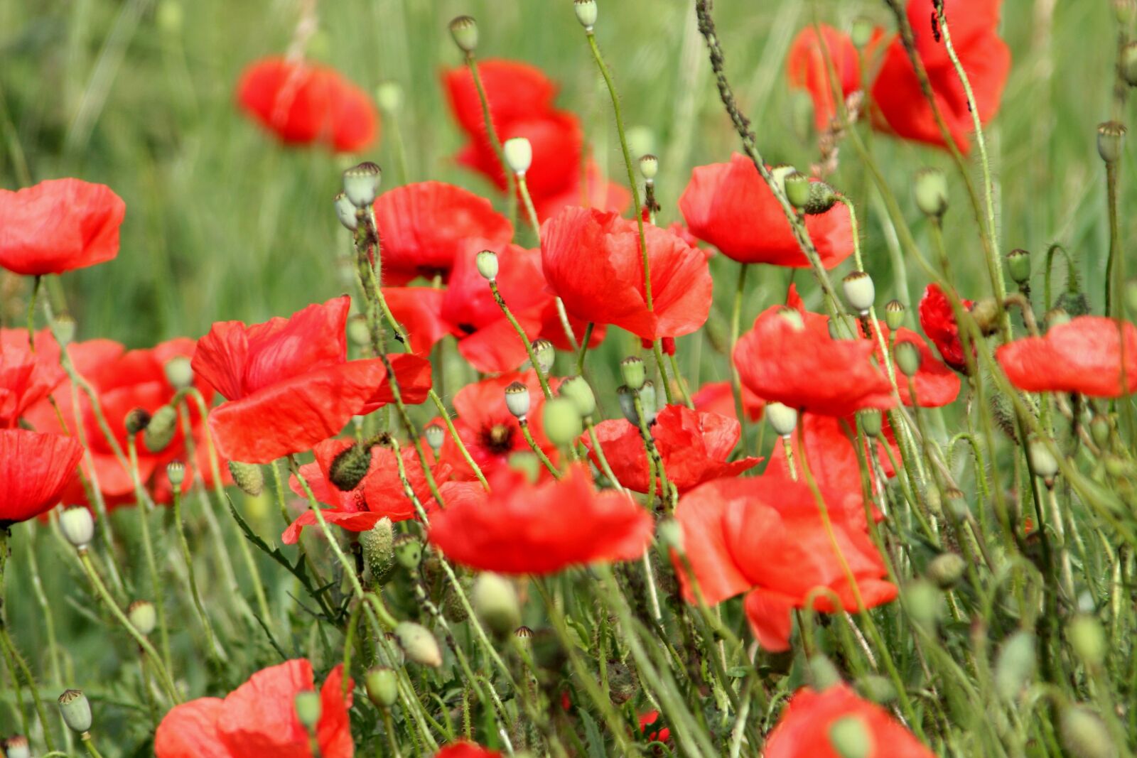 Canon EOS 350D (EOS Digital Rebel XT / EOS Kiss Digital N) sample photo. Flowers, poppies, red photography