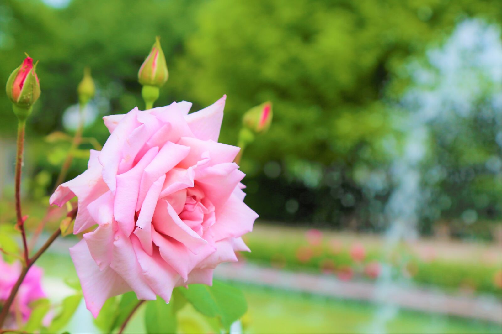 Canon EOS 5D Mark III sample photo. Rose, spring, romantic photography