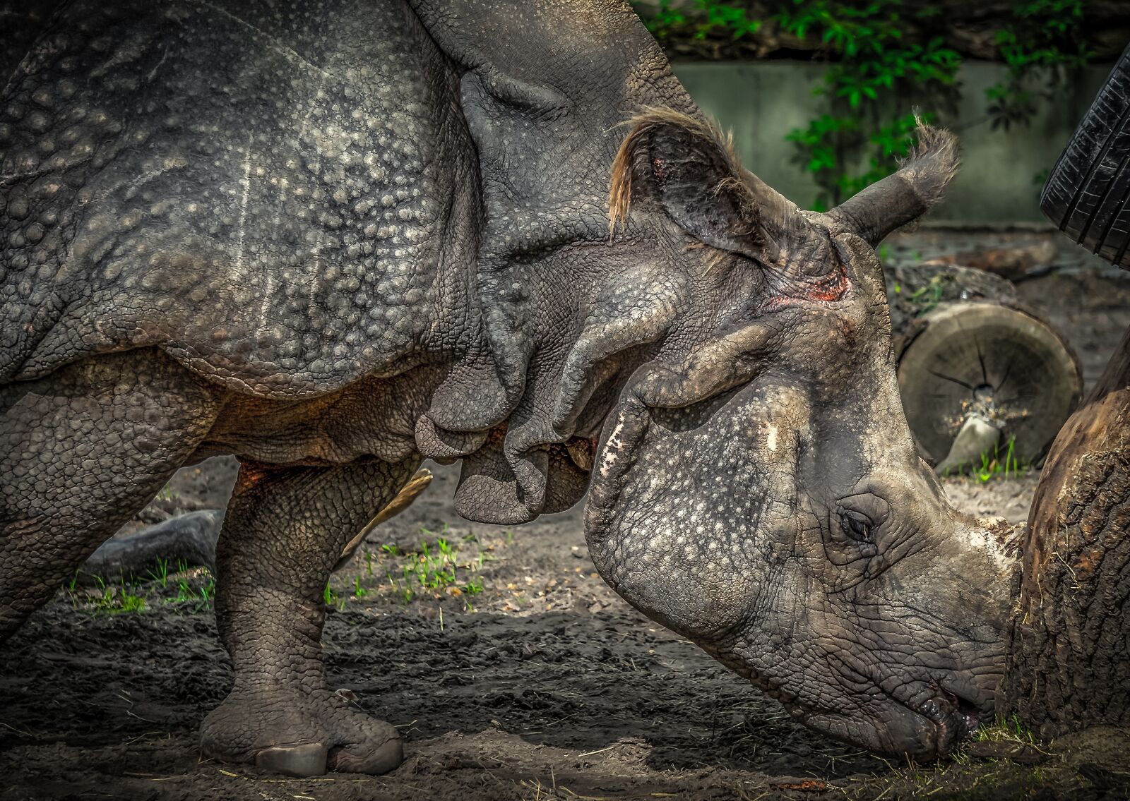 Sony E 55-210mm F4.5-6.3 OSS sample photo. Rhino, panzer, pachyderm photography