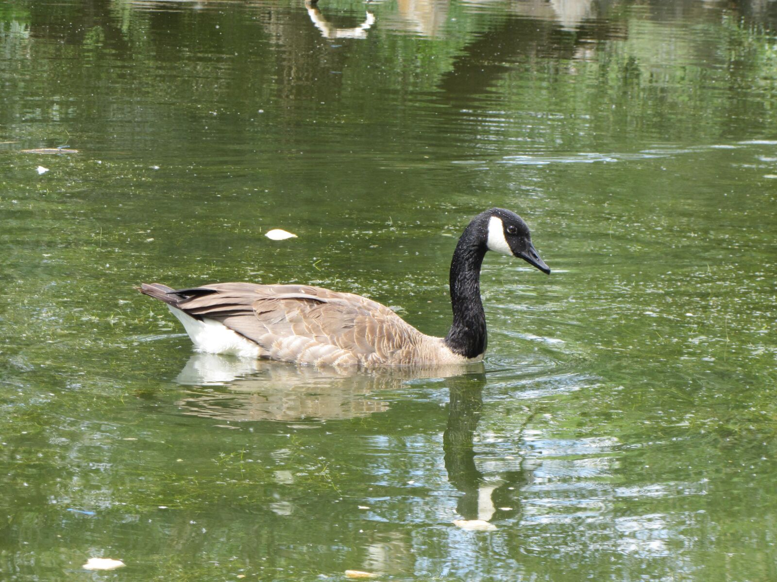 Canon PowerShot SX230 HS sample photo. Goose, pond, swimming photography