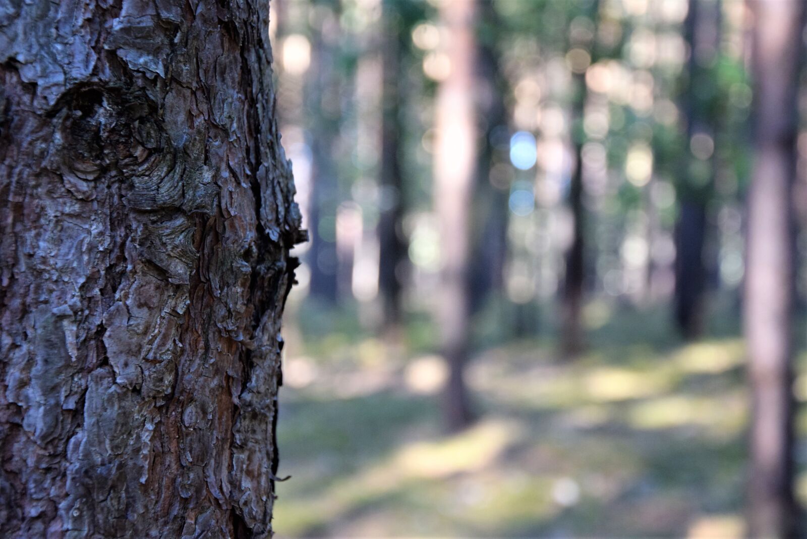 Nikon D5300 sample photo. Forest, tree, coniferous photography