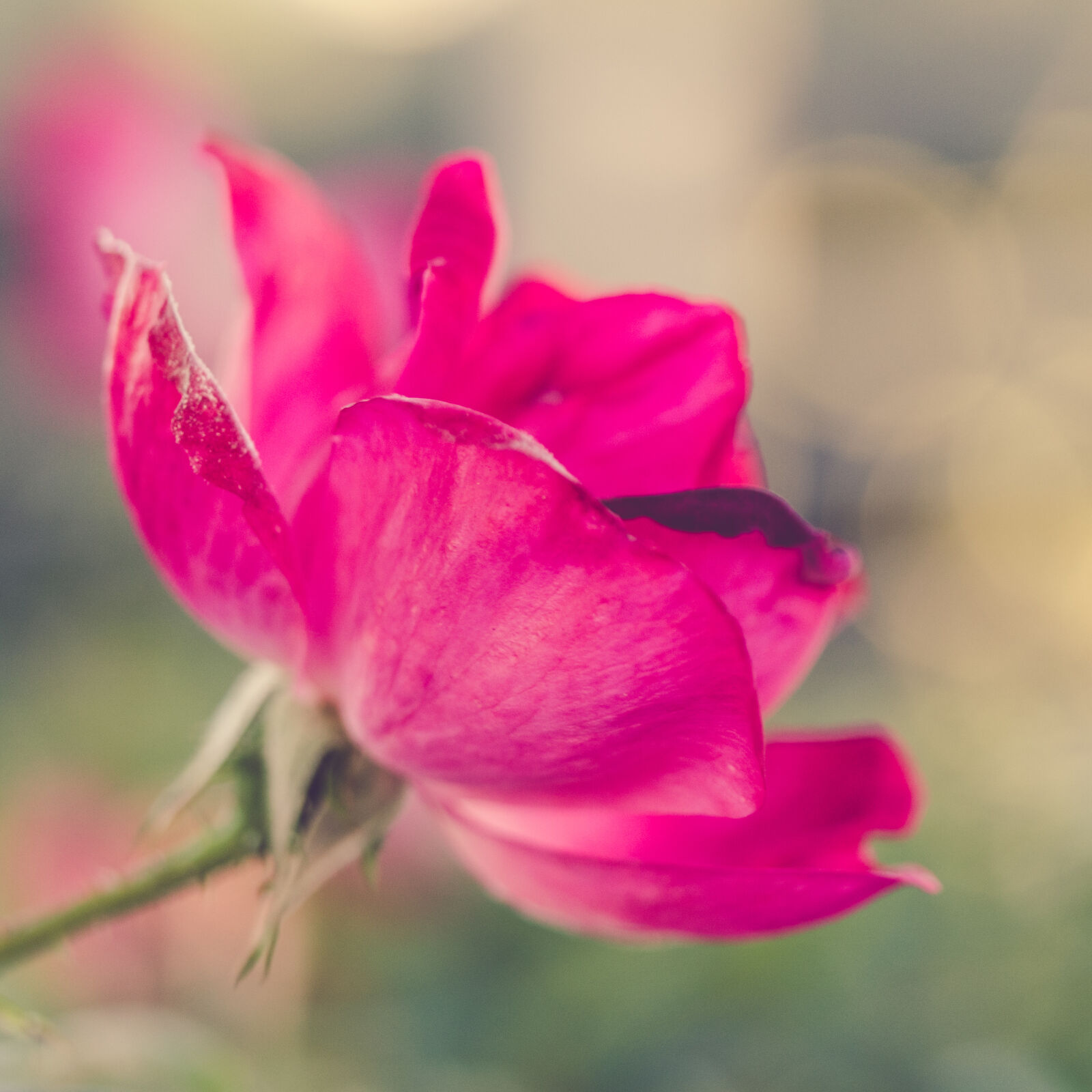 Panasonic Leica DG Macro-Elmarit 45mm F2.8 ASPH OIS sample photo. Flower, intimant, knockout, rose photography