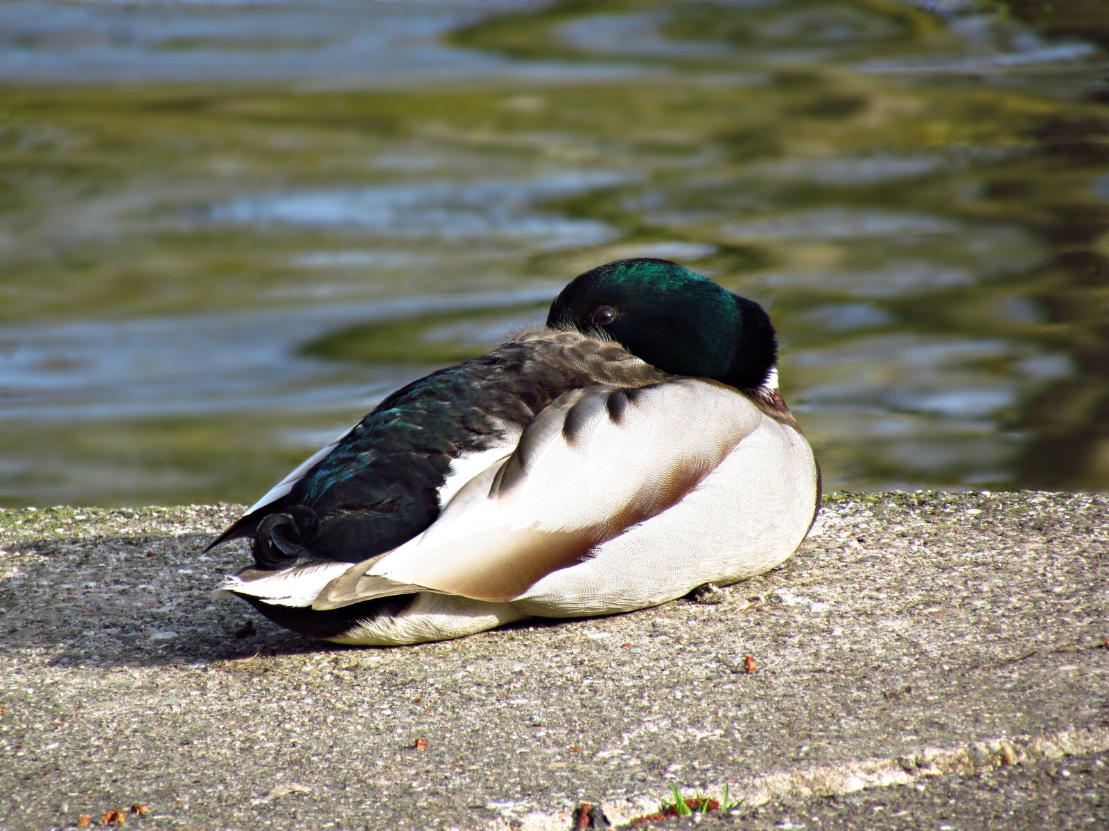 Canon PowerShot SX30 IS sample photo. Nature, birds, pen photography