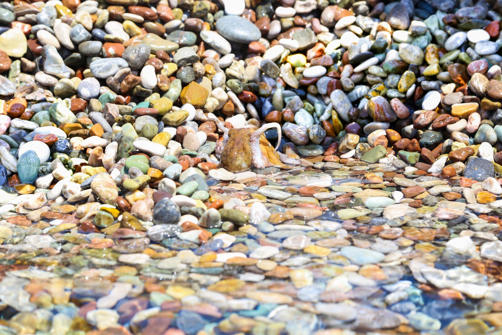 Canon EOS 6D sample photo. Sea, stones, octopus photography