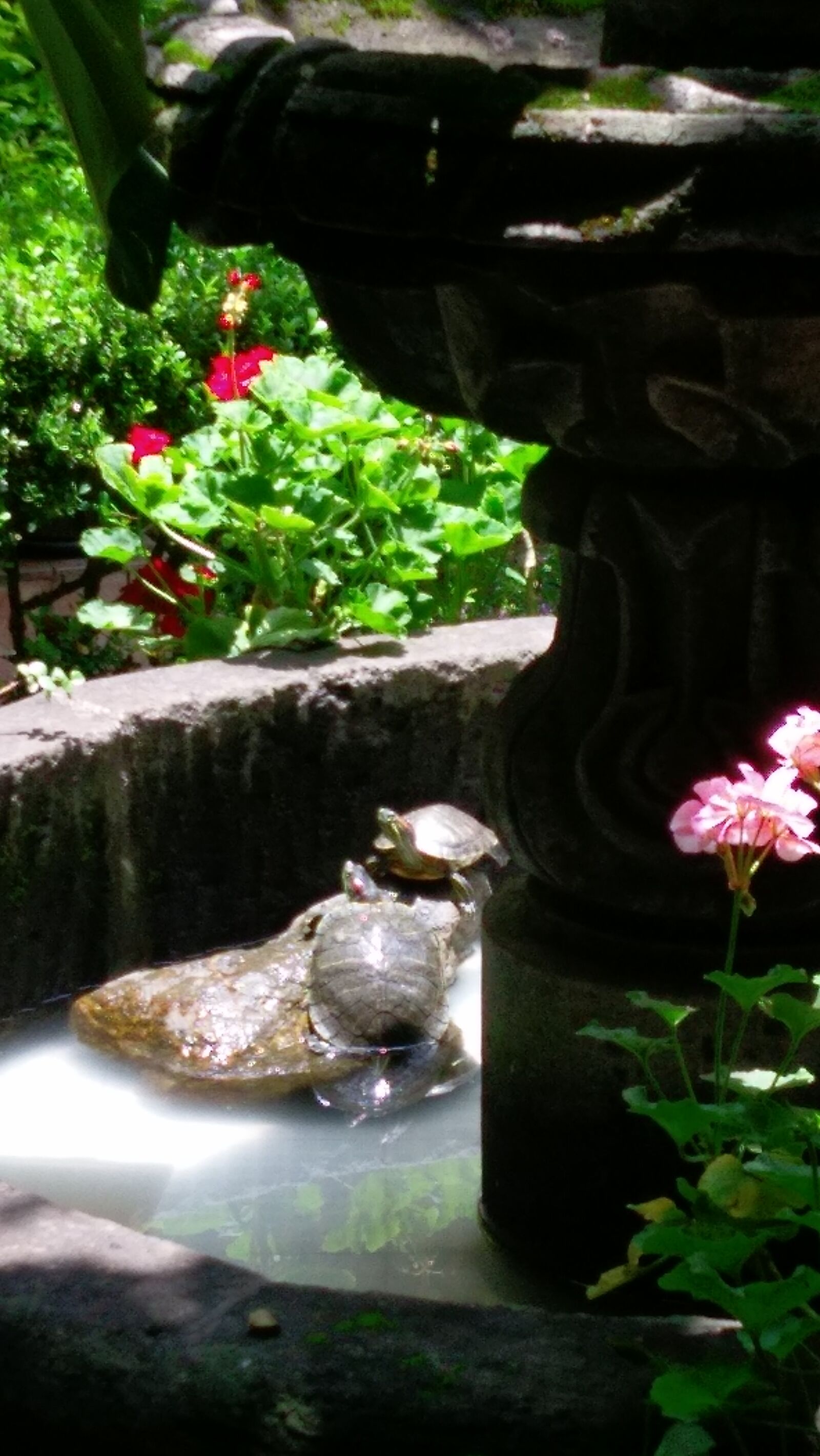 HTC ONE A9 sample photo. Flower, fountain, green, plant photography