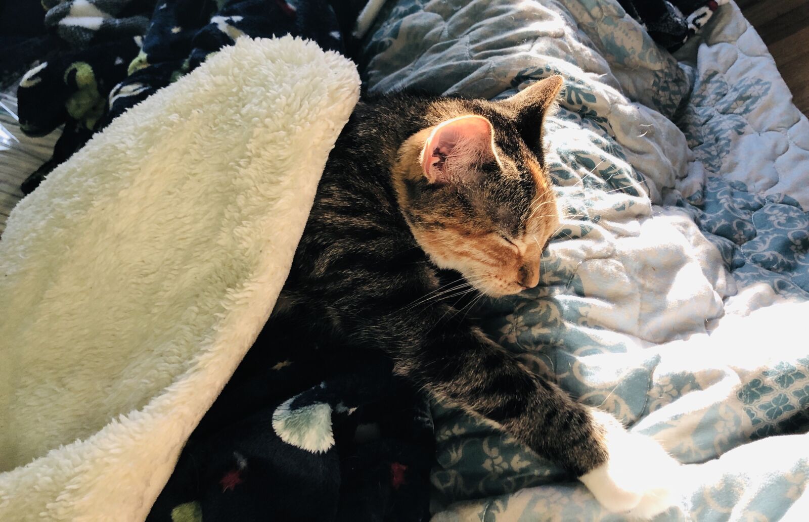 iPhone 8 Plus back dual camera 3.99mm f/1.8 sample photo. Snuggle, bug, lou photography