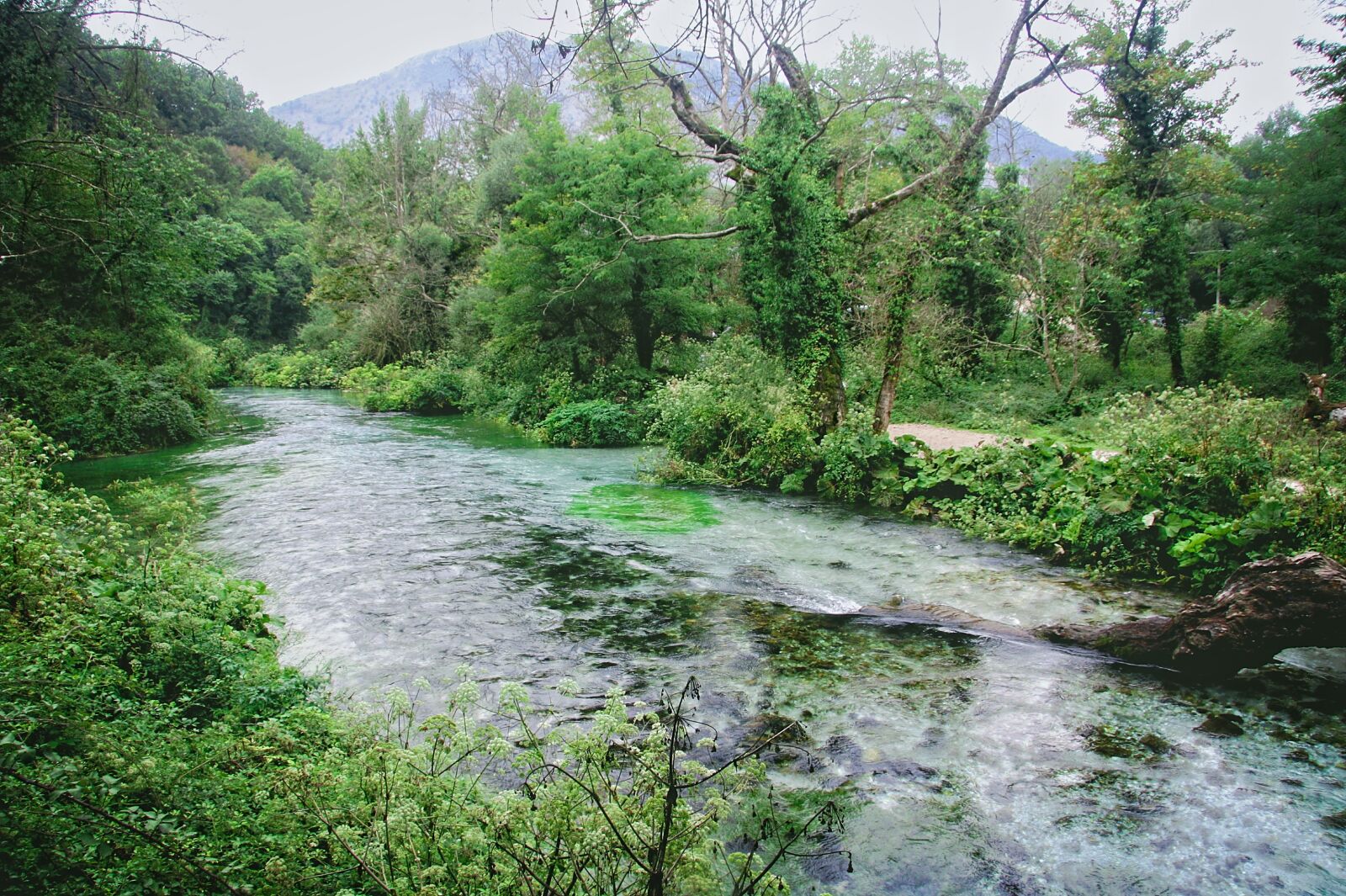 Canon EOS 450D (EOS Rebel XSi / EOS Kiss X2) sample photo. River, albania, nature photography