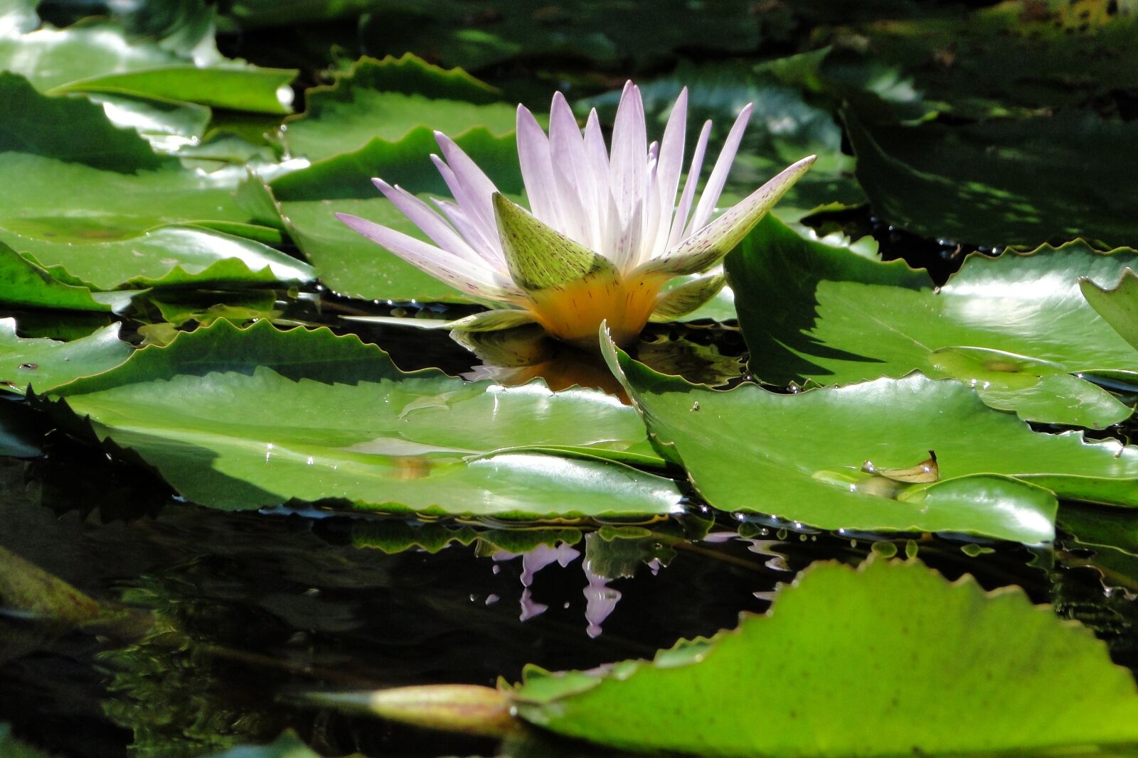 Sony Cyber-shot DSC-HX1 sample photo. Aquatic plants, nymphaea alba photography