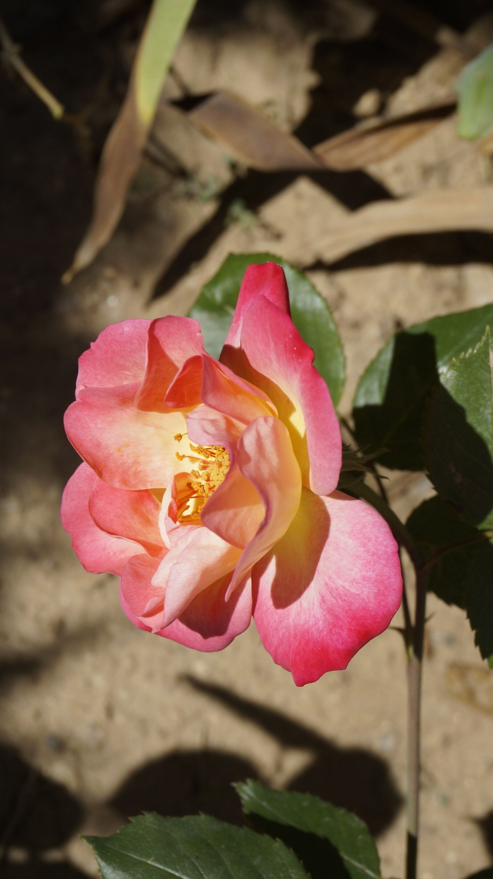 Sony Alpha NEX-3N sample photo. Rose, flower photography