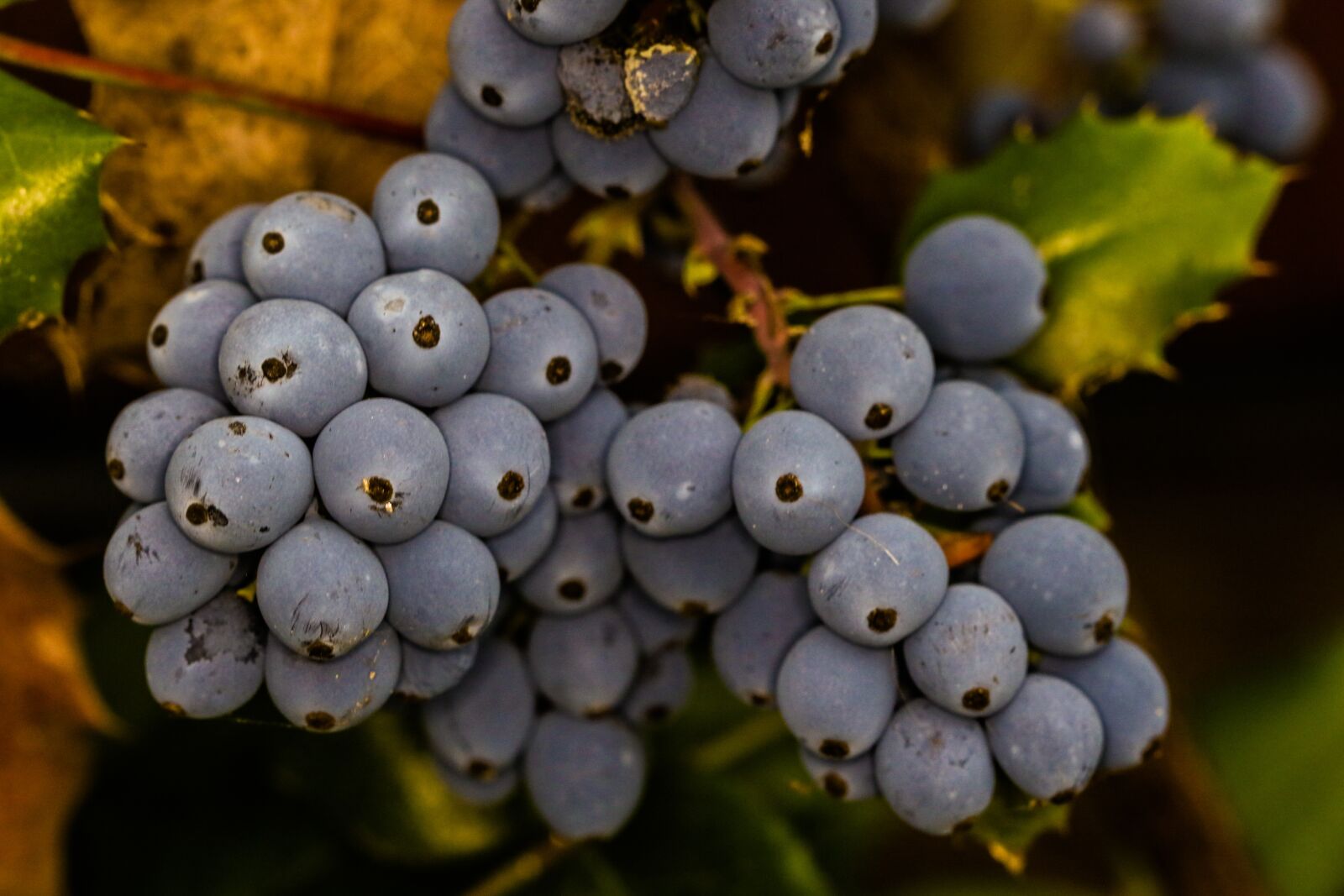 Canon EOS 7D Mark II sample photo. Berry, autumn, fall photography