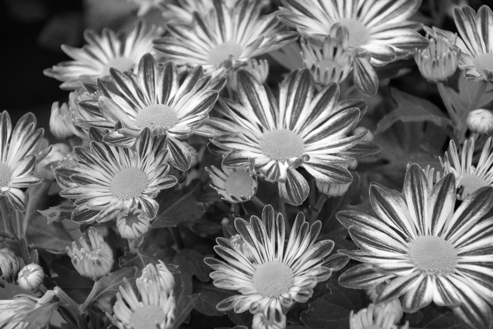 Nikon D5200 sample photo. Flowers, chrysanthemum, photo black photography