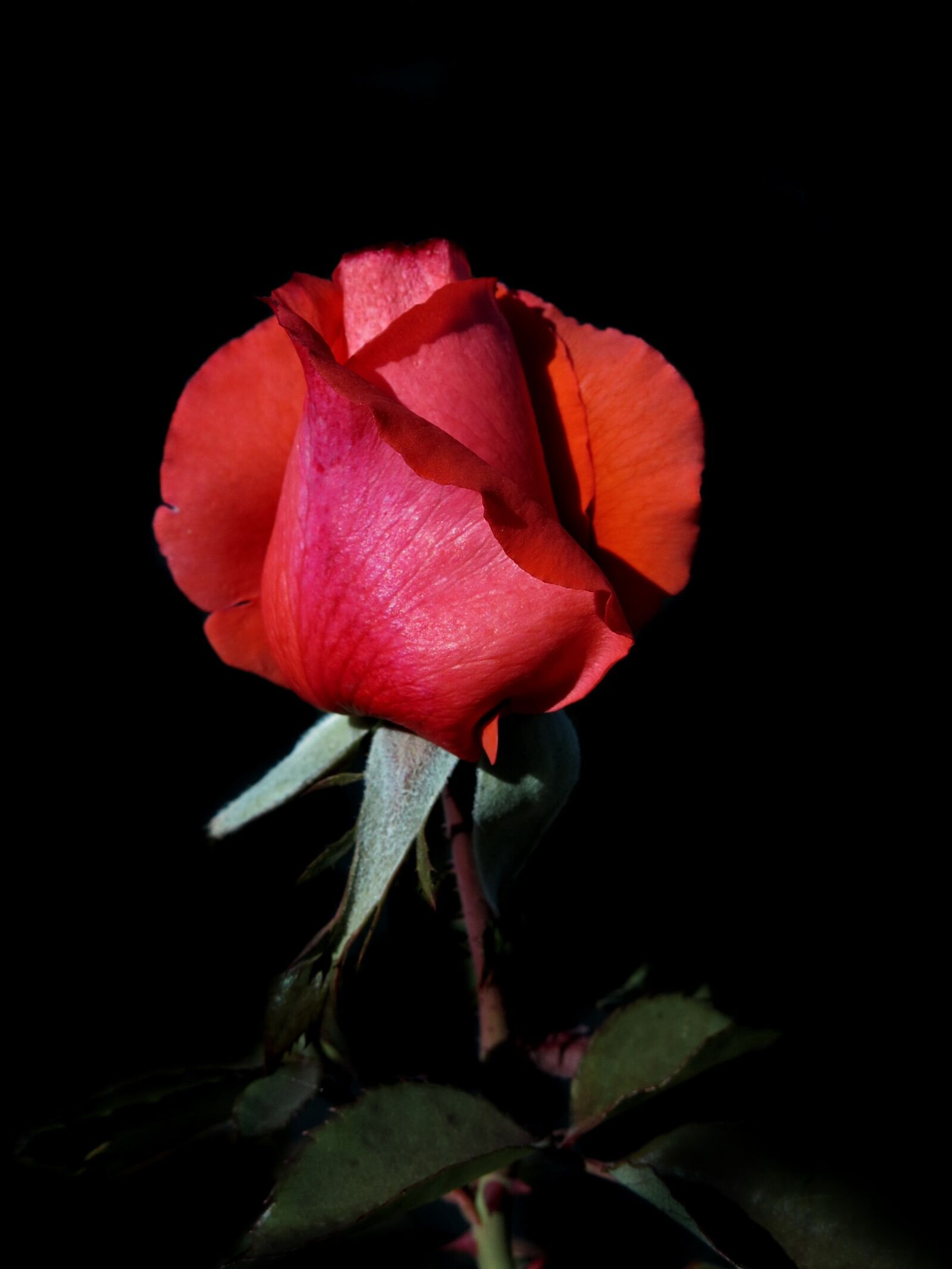 Canon PowerShot G15 sample photo. Rose, red, flower photography