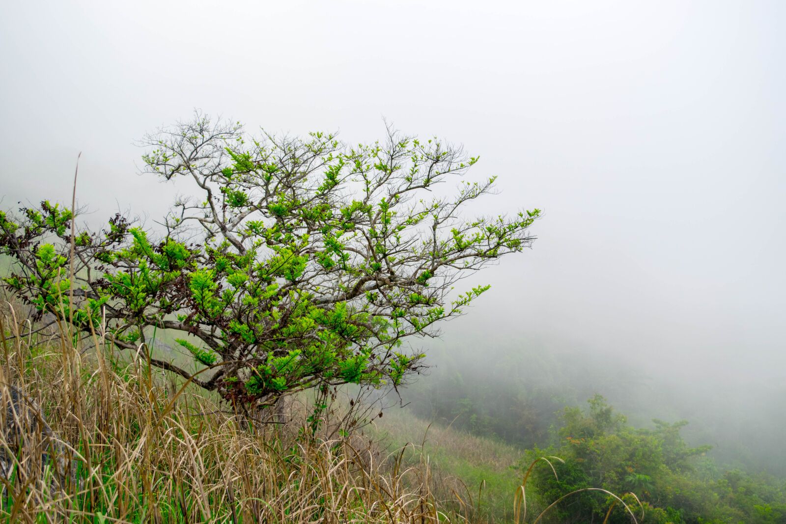 Nikon D5300 sample photo. Tree, nature, fog photography