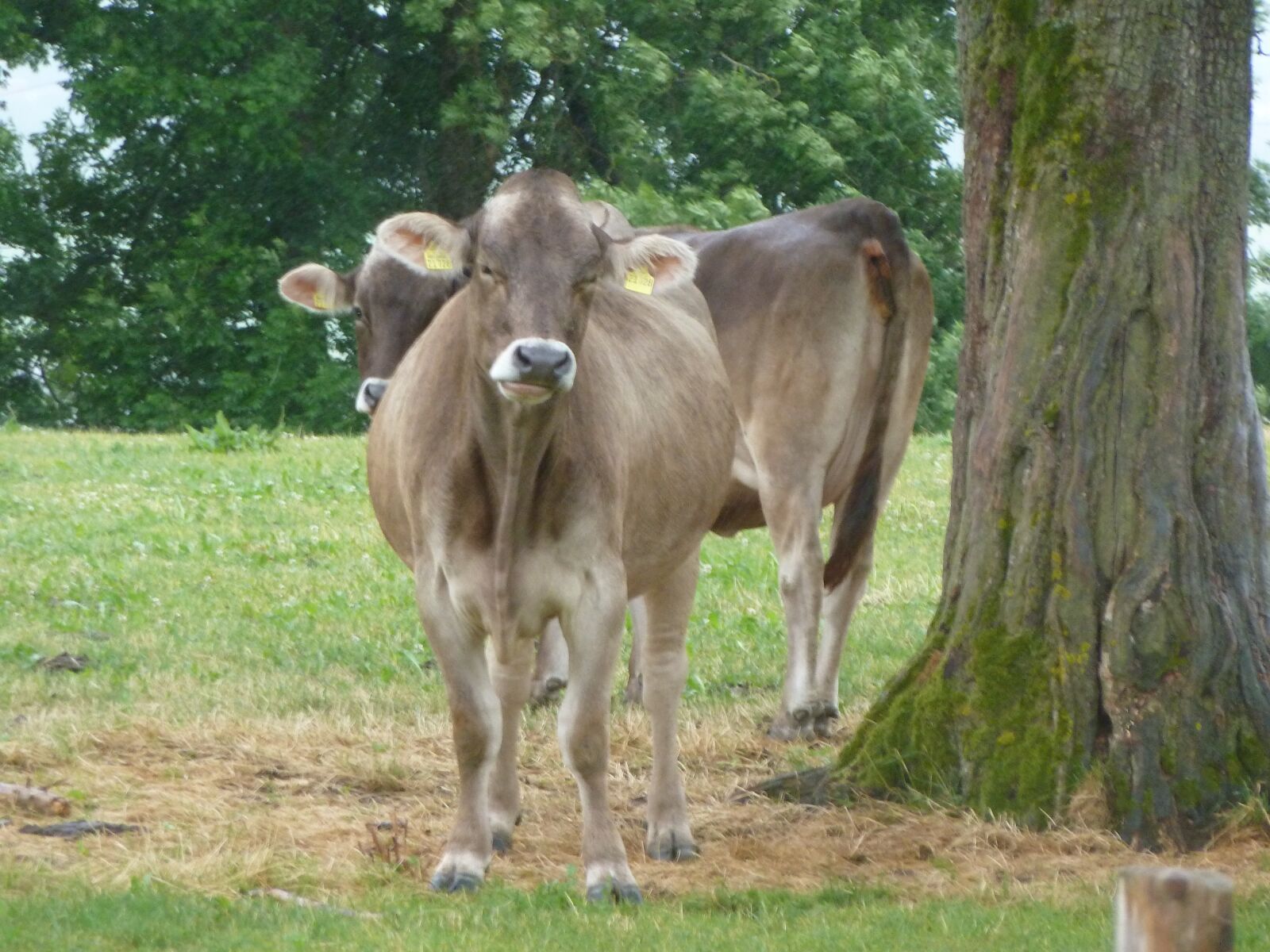 Panasonic Lumix DMC-ZS7 (Lumix DMC-TZ10) sample photo. Bavaria, cattle, cow photography