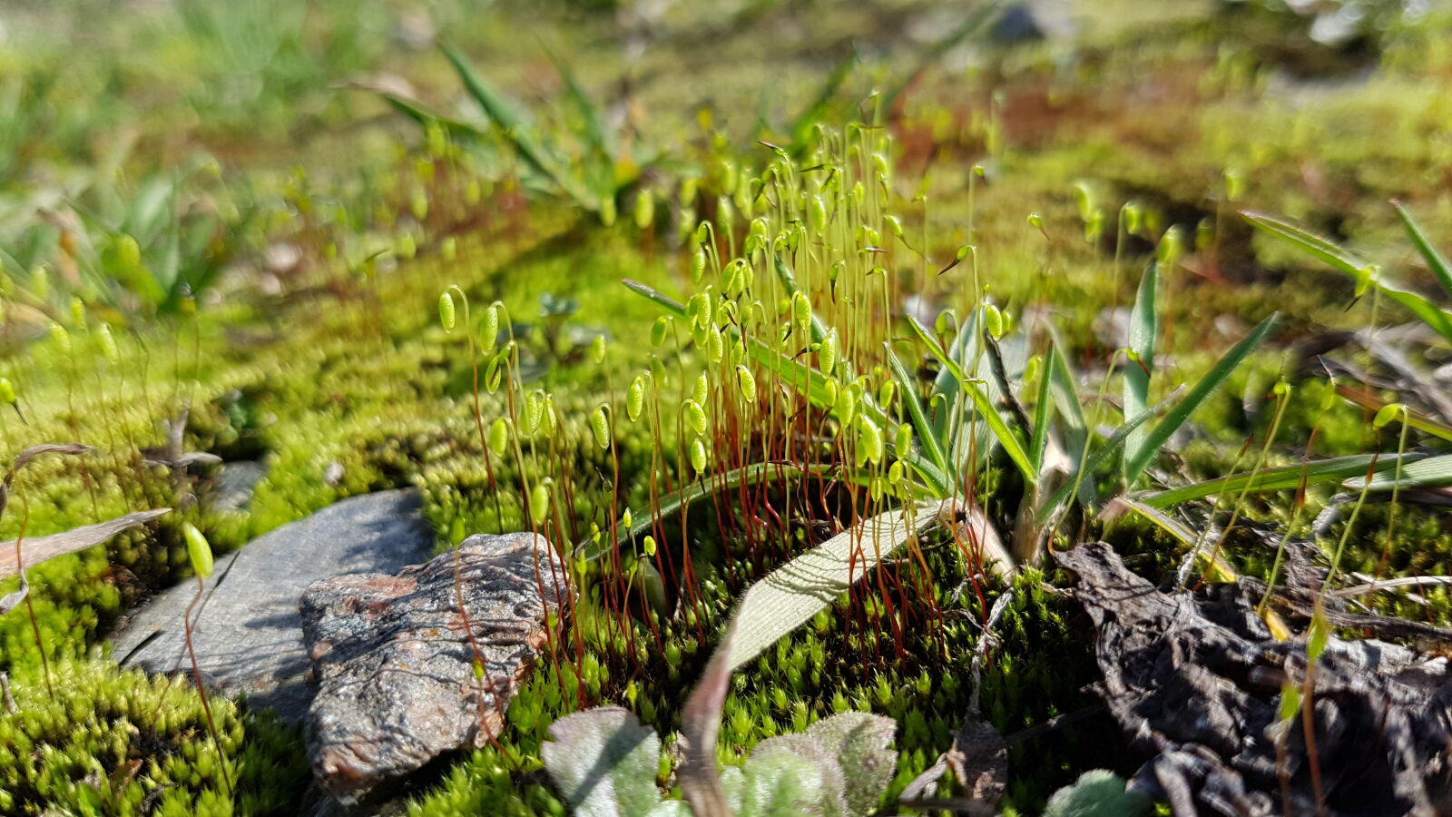 Samsung Galaxy S7 Edge sample photo. Nature photography
