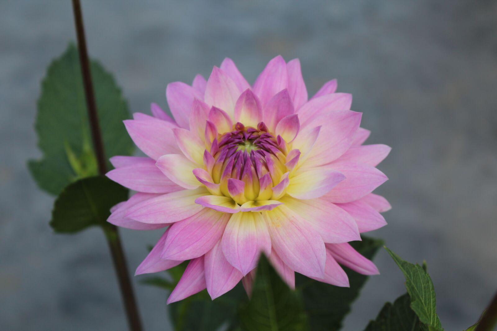 Canon EOS 600D (Rebel EOS T3i / EOS Kiss X5) sample photo. Dahlia, flower, plant photography