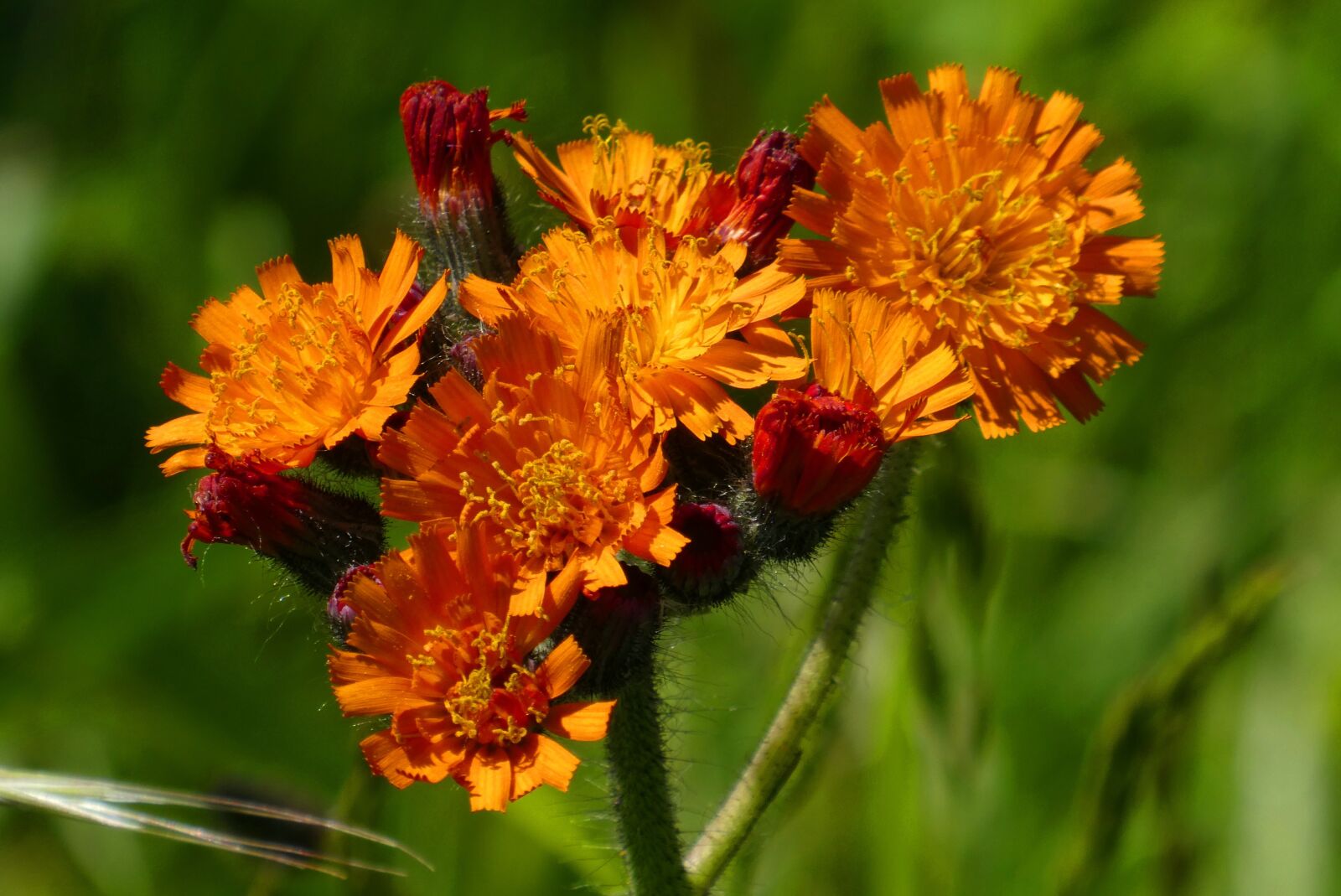 Panasonic Lumix DC-ZS70 (Lumix DC-TZ90) sample photo. Orange havikskruid, muizenoor, hieracium photography