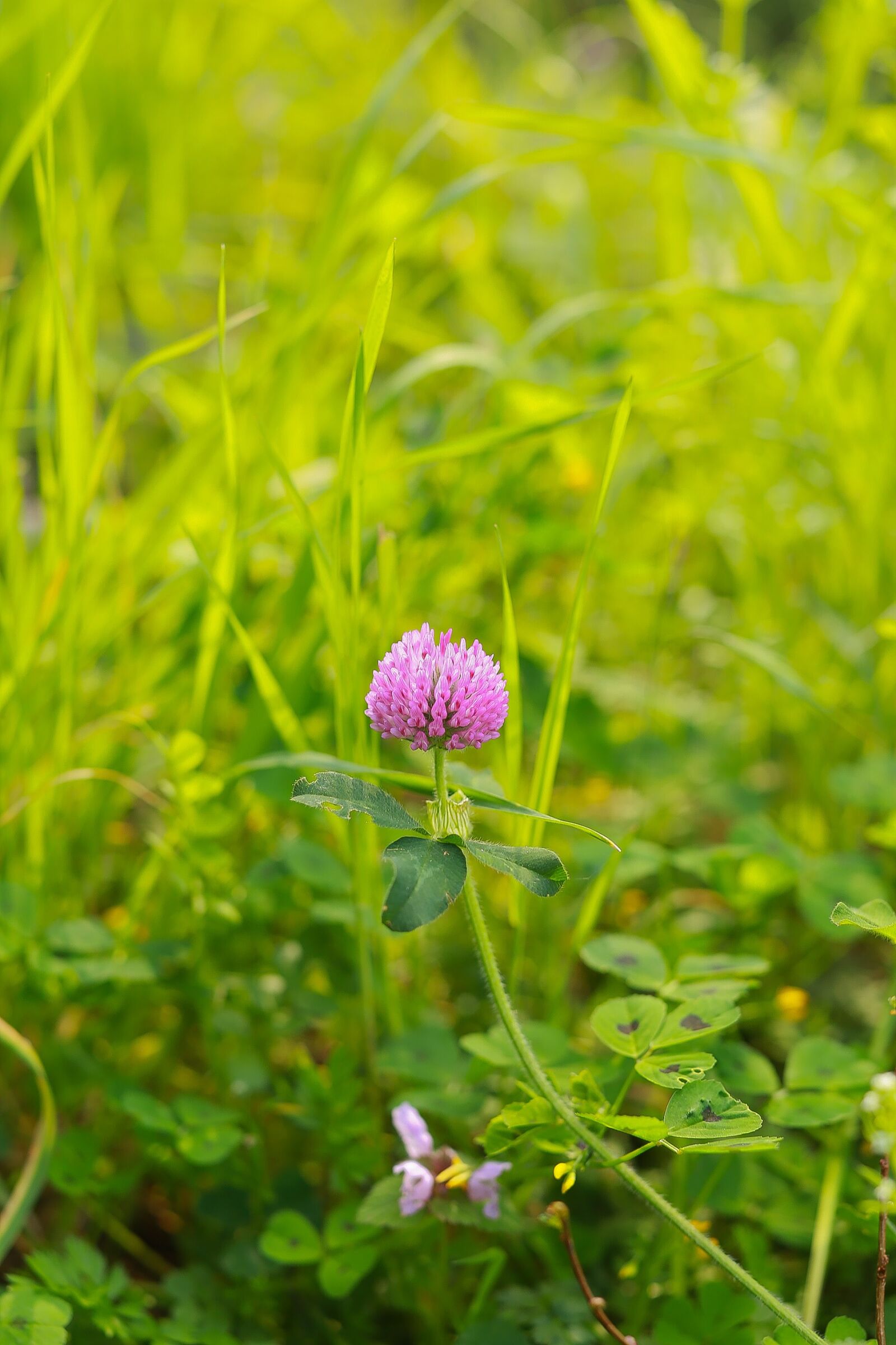 Canon EOS 6D + Canon EF 50mm F1.2L USM sample photo. Nature, grass, area photography