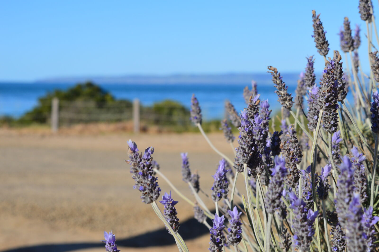 Nikon D3200 sample photo. Lavender photography