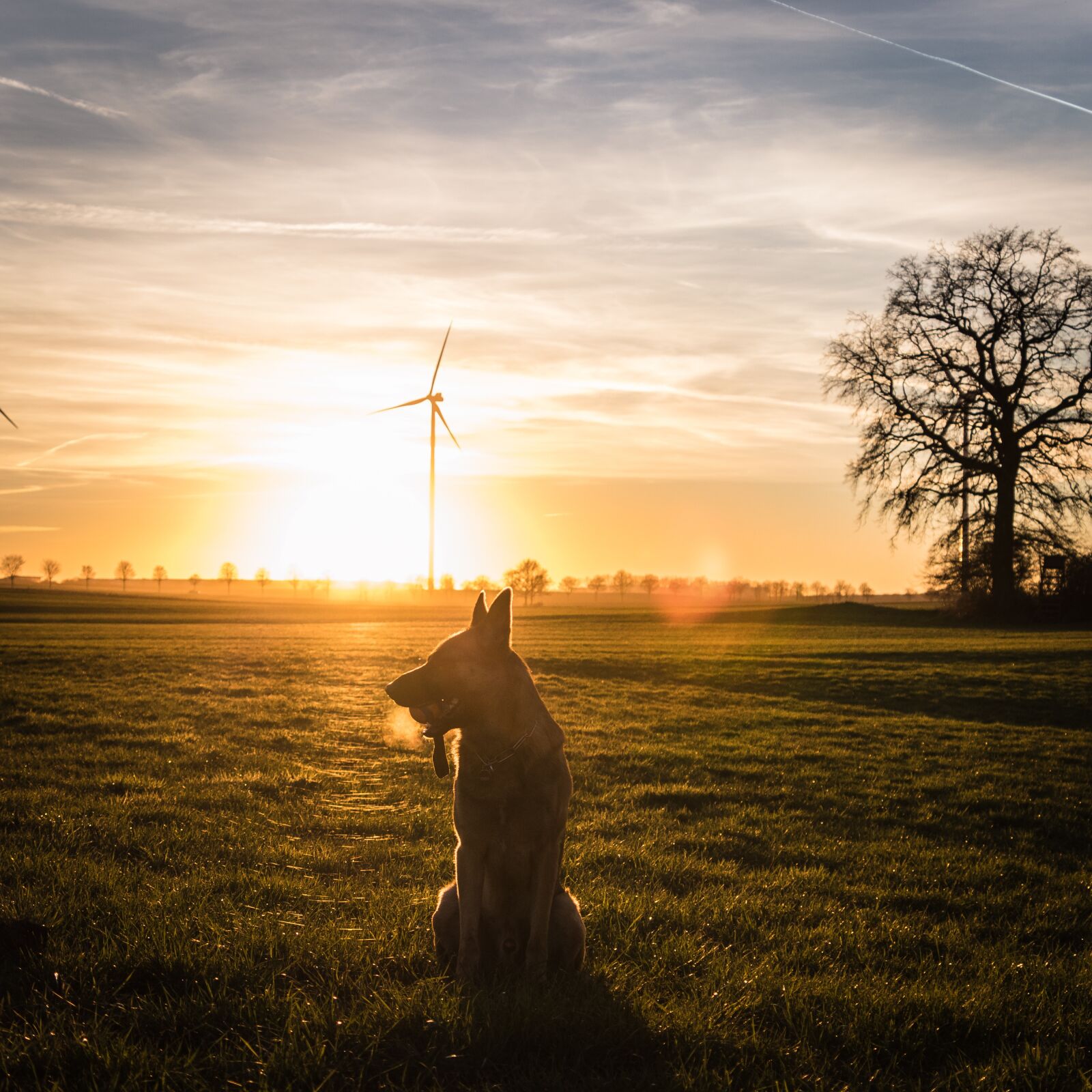 Canon EOS 80D sample photo. Sunset, dog, pet photography