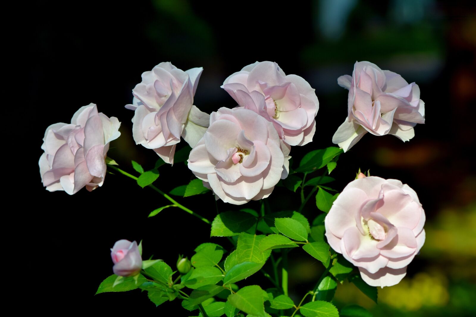 Nikon D7200 sample photo. Roses, rose bush, flowers photography