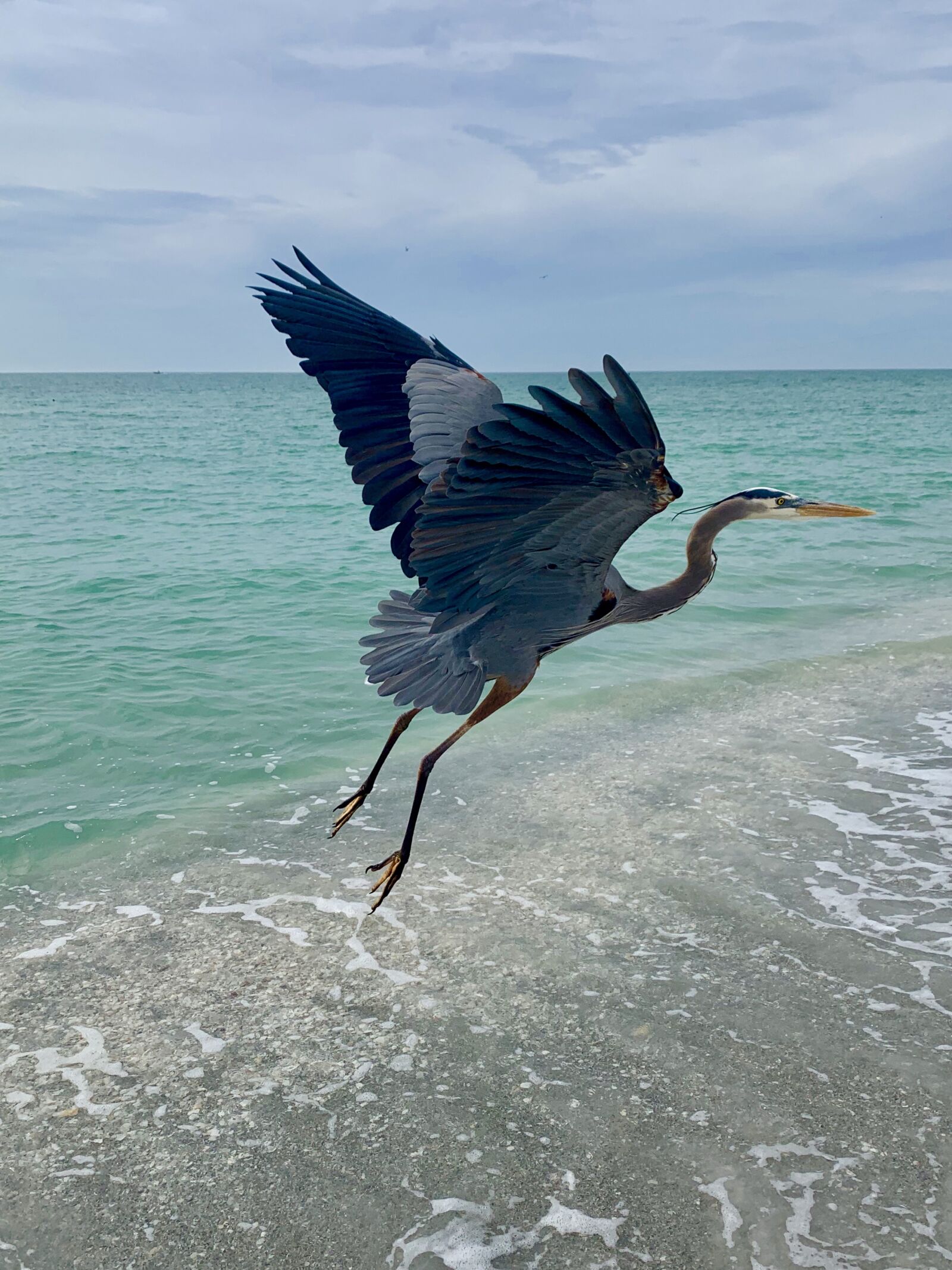 Apple iPhone XR sample photo. Blue heron, beach, heron photography