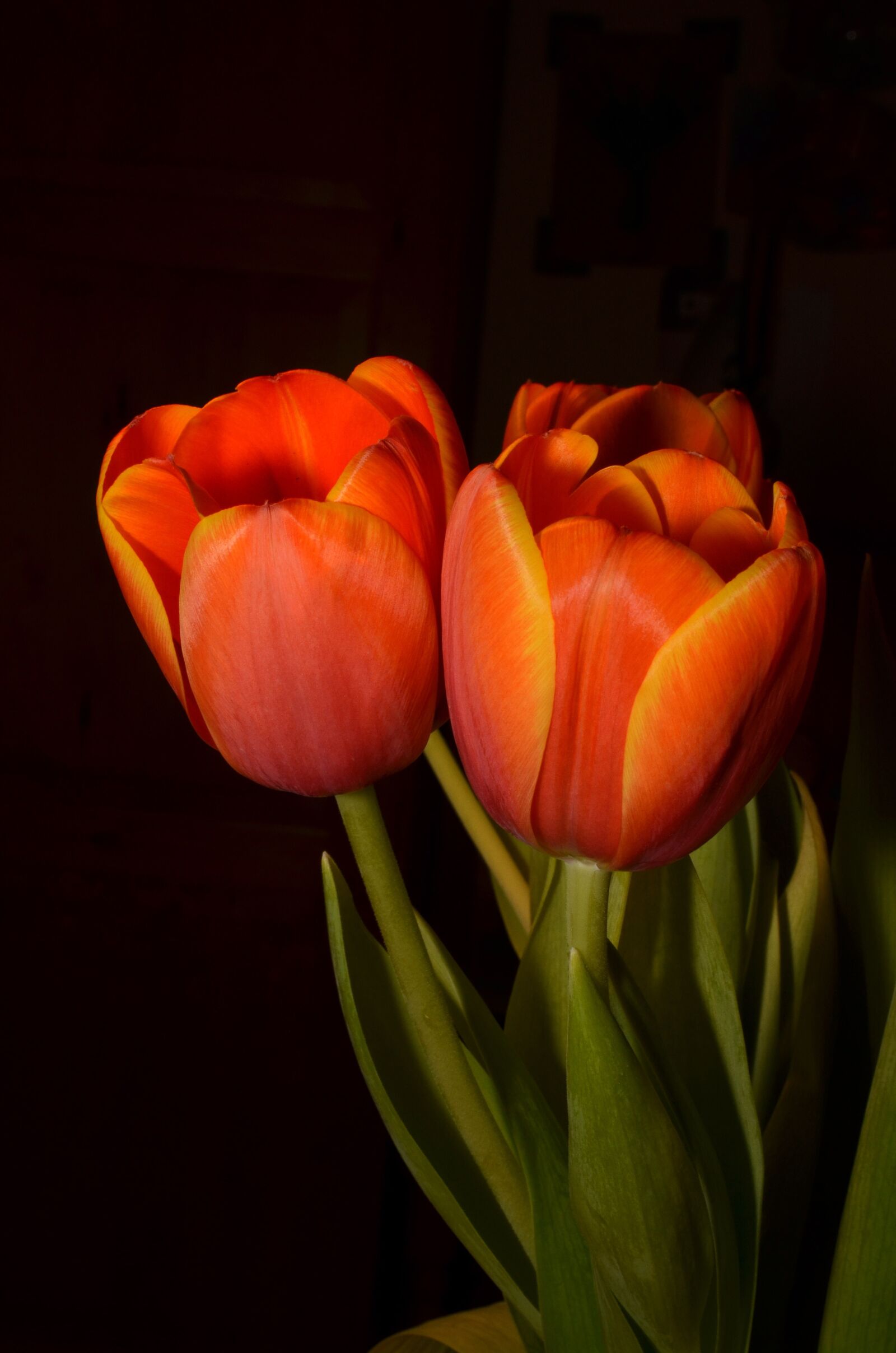 Nikon D5100 sample photo. Flowers, tulip, orange photography