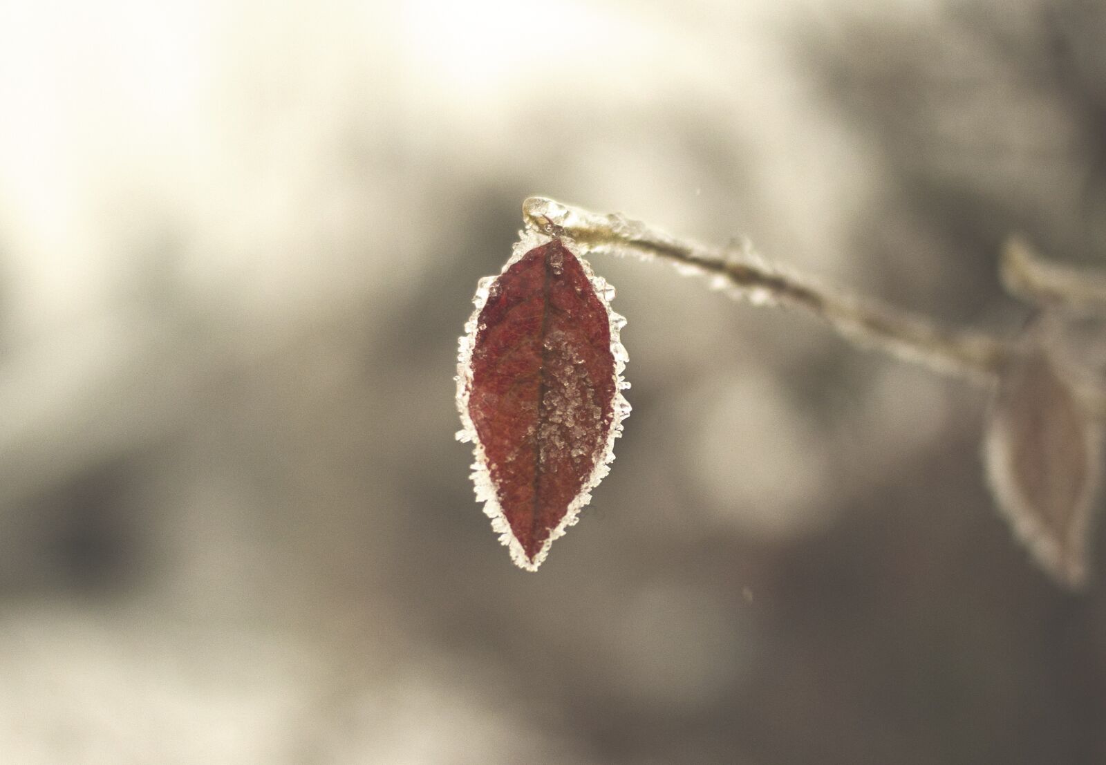 Nikon D3100 sample photo. Leaf, frozen, winter photography