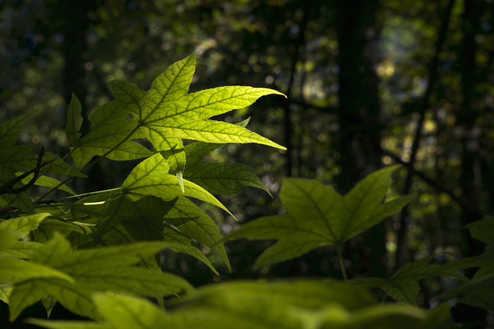 Canon EOS 6D sample photo. Green, leaves, foliage photography