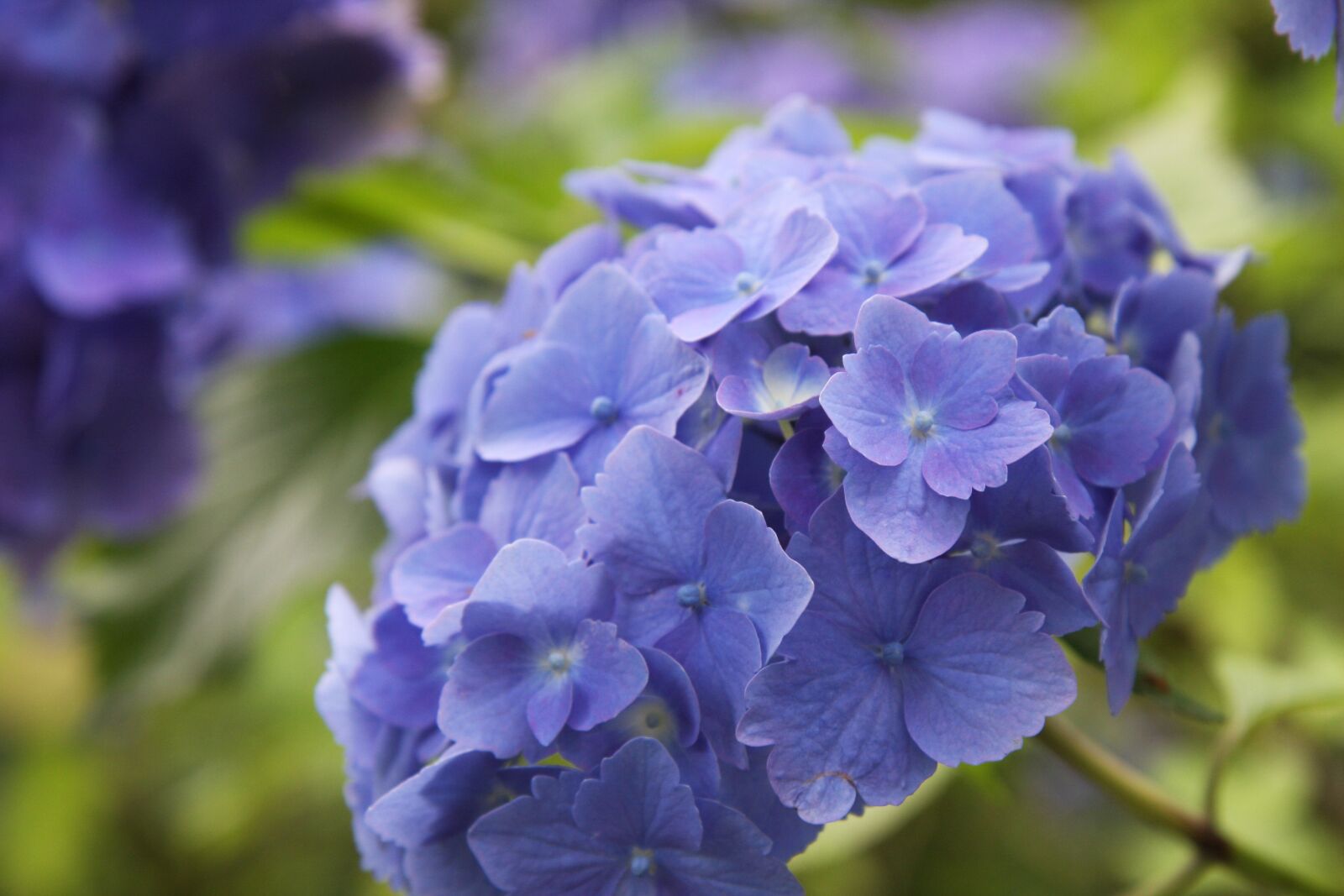 Canon EOS 40D sample photo. Hydrangea, flower, blossom photography