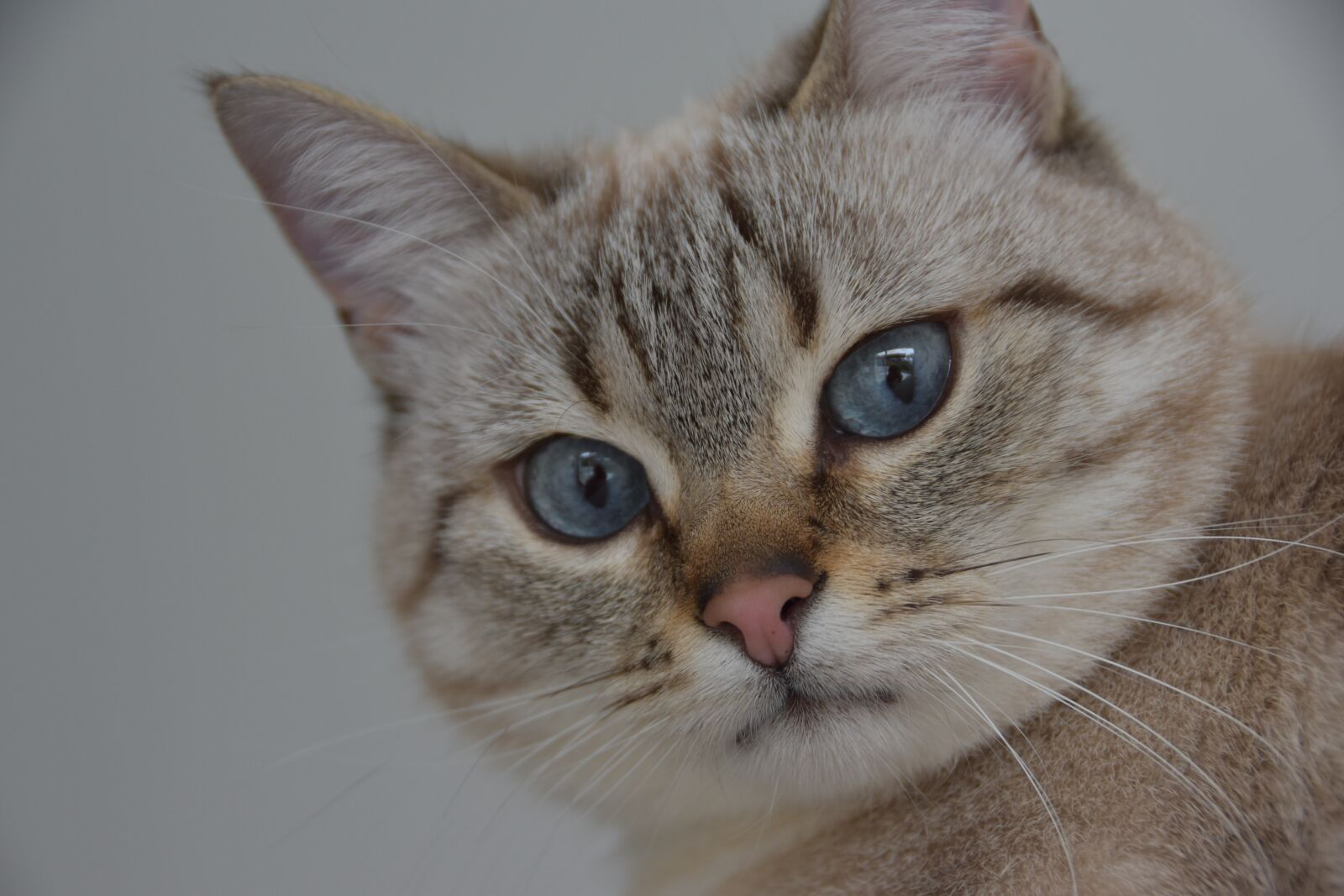Nikon D5600 sample photo. Cat, cute, blue eyes photography