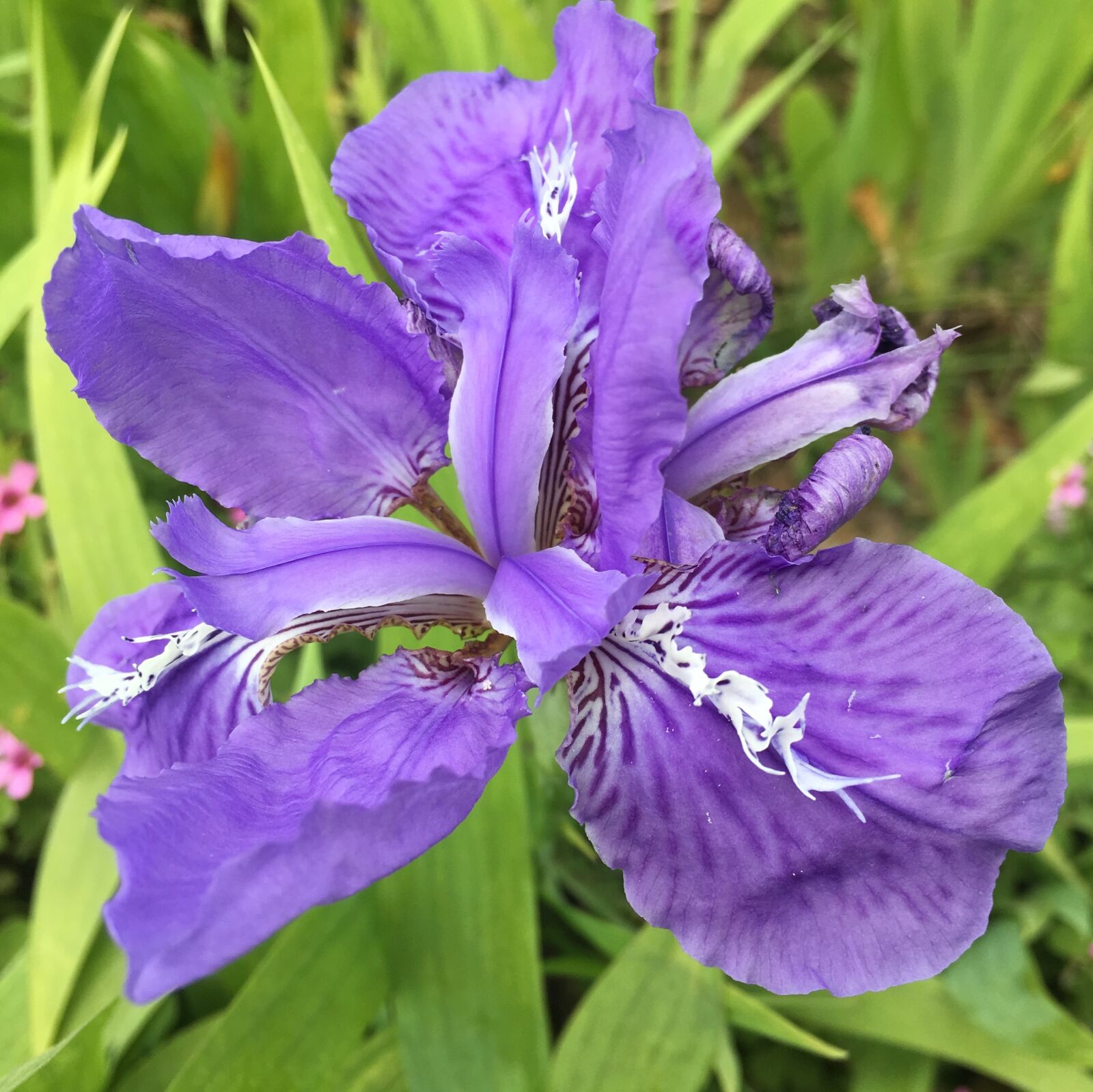 Apple iPhone 6s sample photo. Iris, flower, purple photography