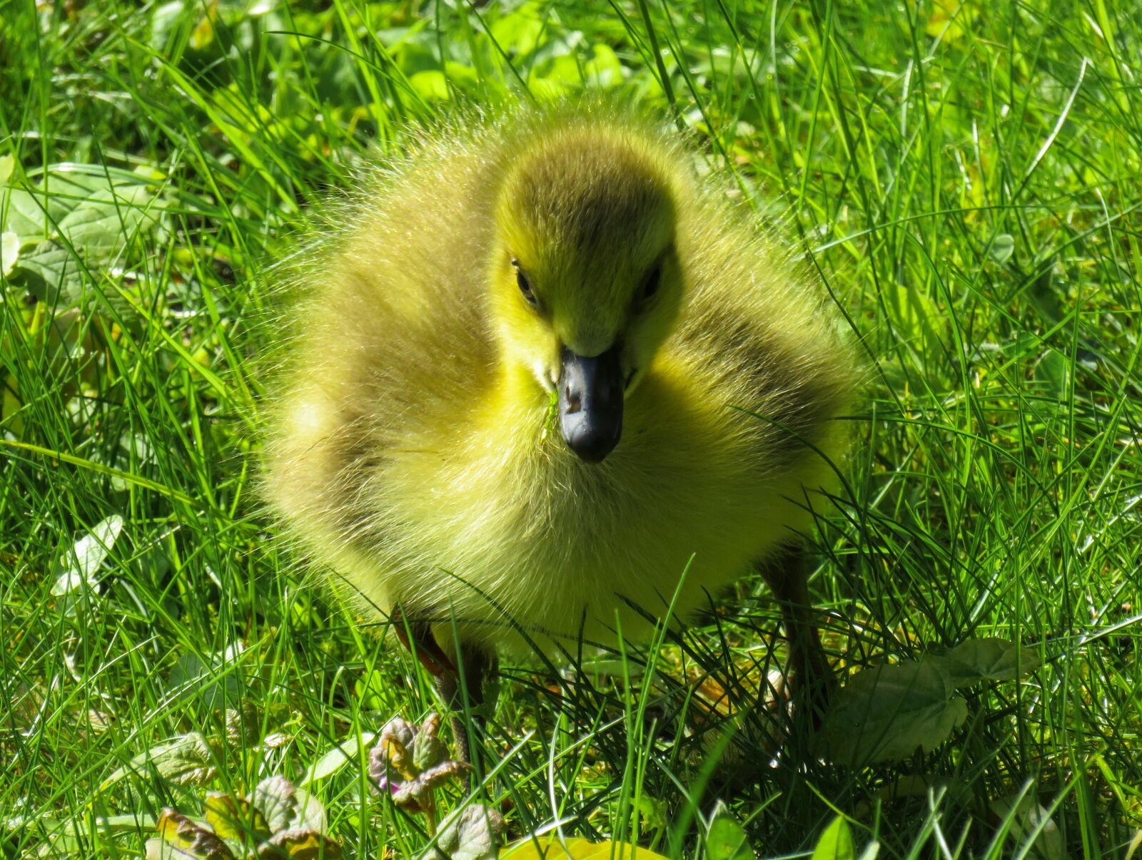 Canon PowerShot SX710 HS sample photo. Animals, chicks, goose photography