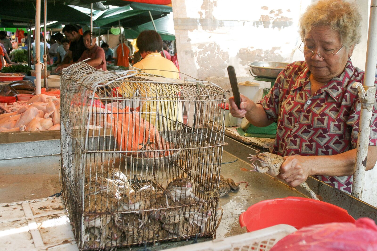 Canon EOS 10D sample photo. Frog, market, eating photography