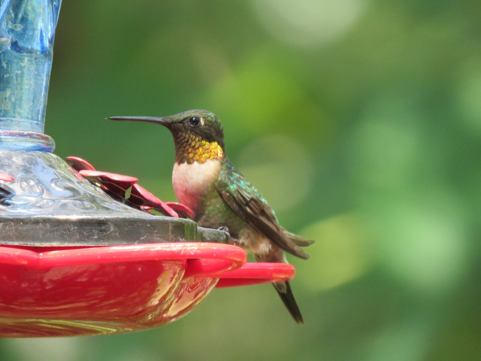 Canon PowerShot SX60 HS sample photo. Bird, hummingbird, colorful photography