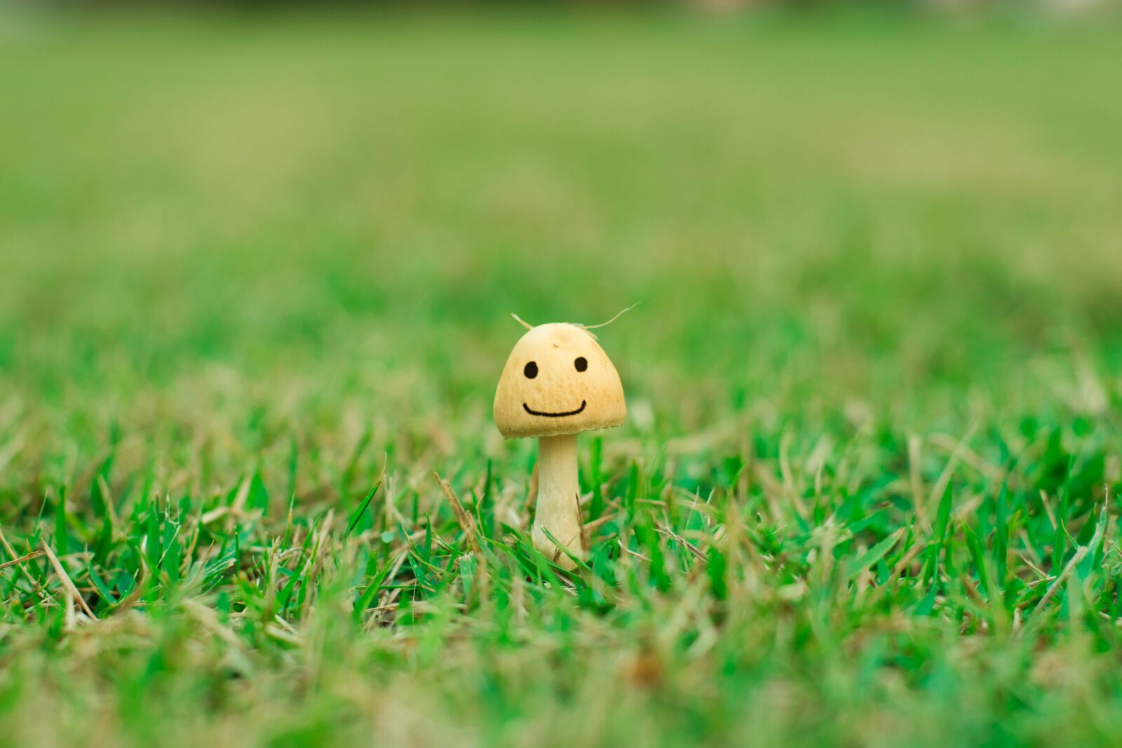 Nikon D5300 sample photo. Green, smile photography