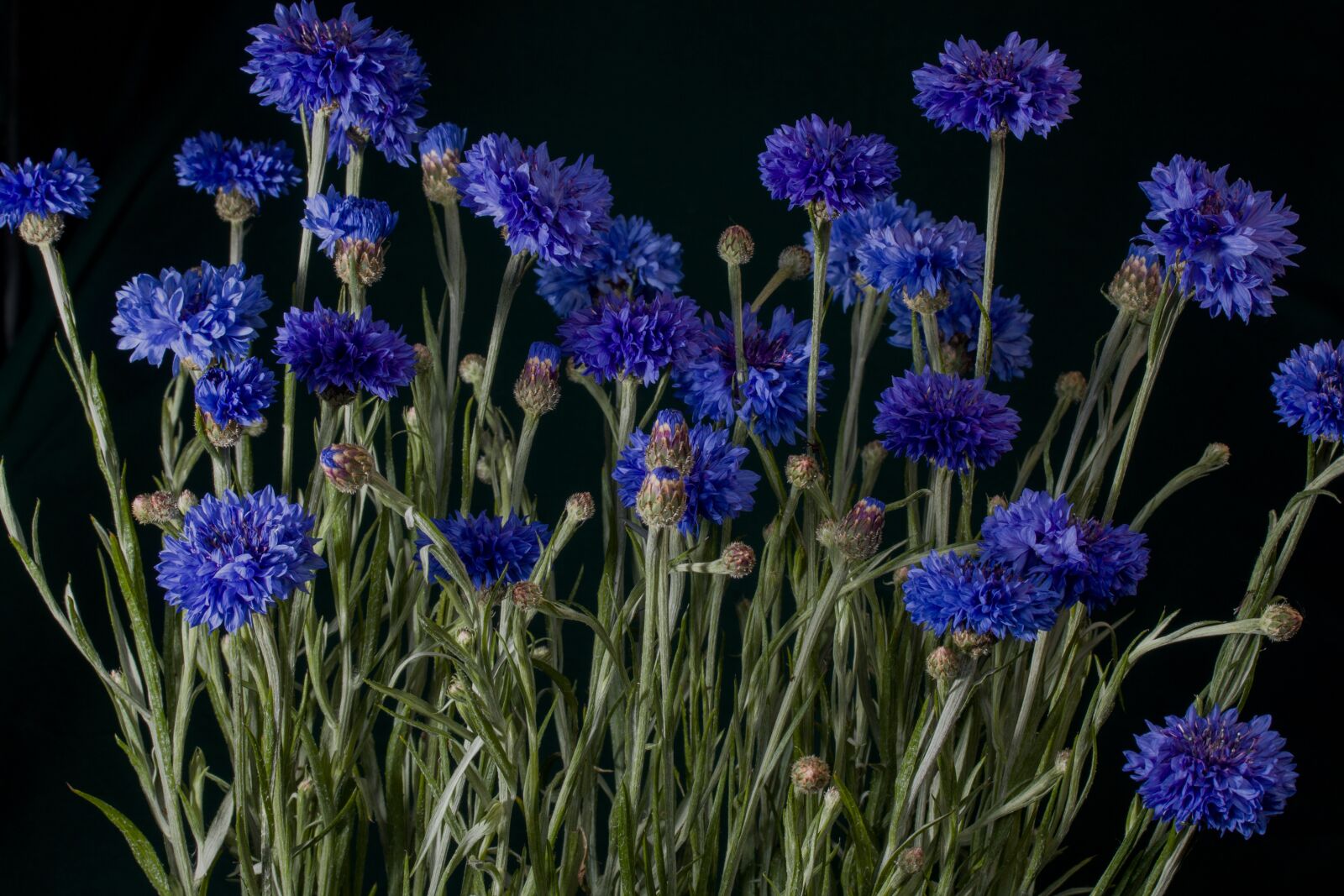 Canon EOS 70D + Canon EF-S 60mm F2.8 Macro USM sample photo. Flowers, cornflowers, blue photography