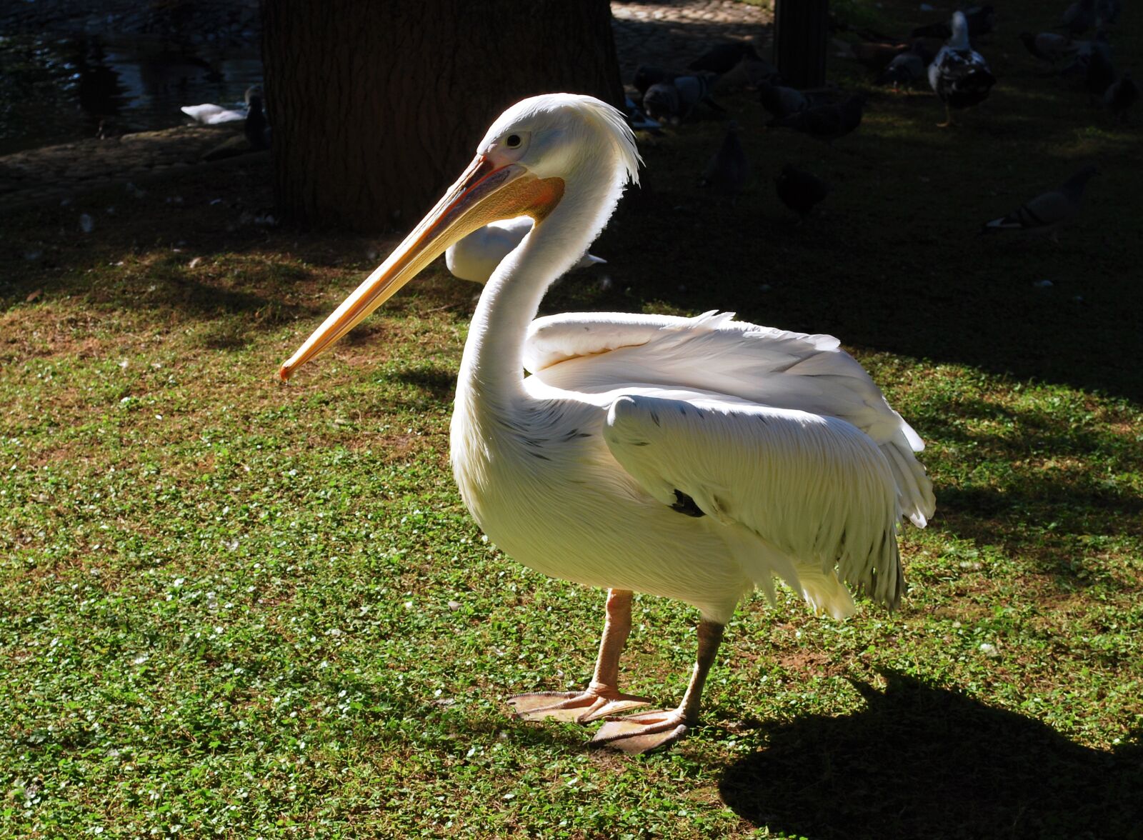 Nikon D60 sample photo. Bird, pelican, animals photography