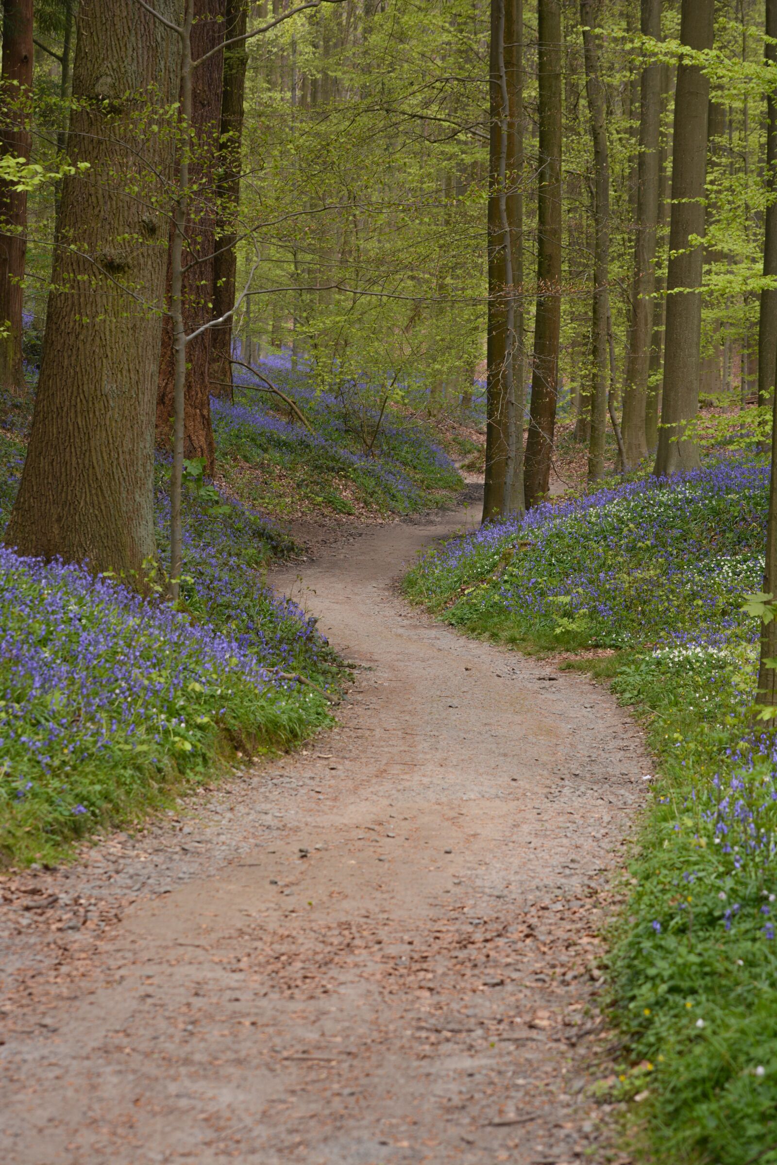 Nikon D5200 sample photo. Nature, forest, hallerbos photography