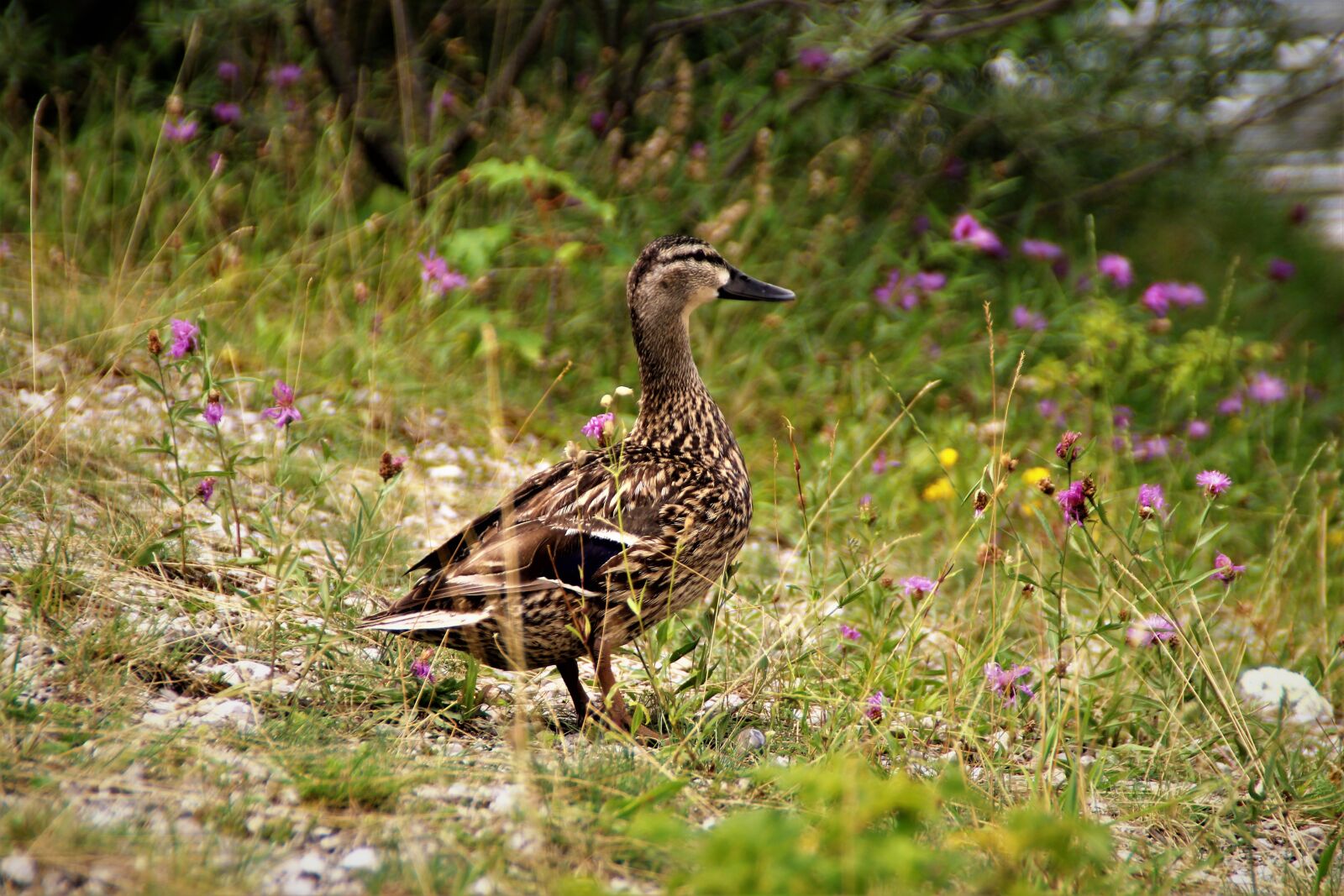Canon EOS 1200D (EOS Rebel T5 / EOS Kiss X70 / EOS Hi) sample photo. Duck, animal, bird photography